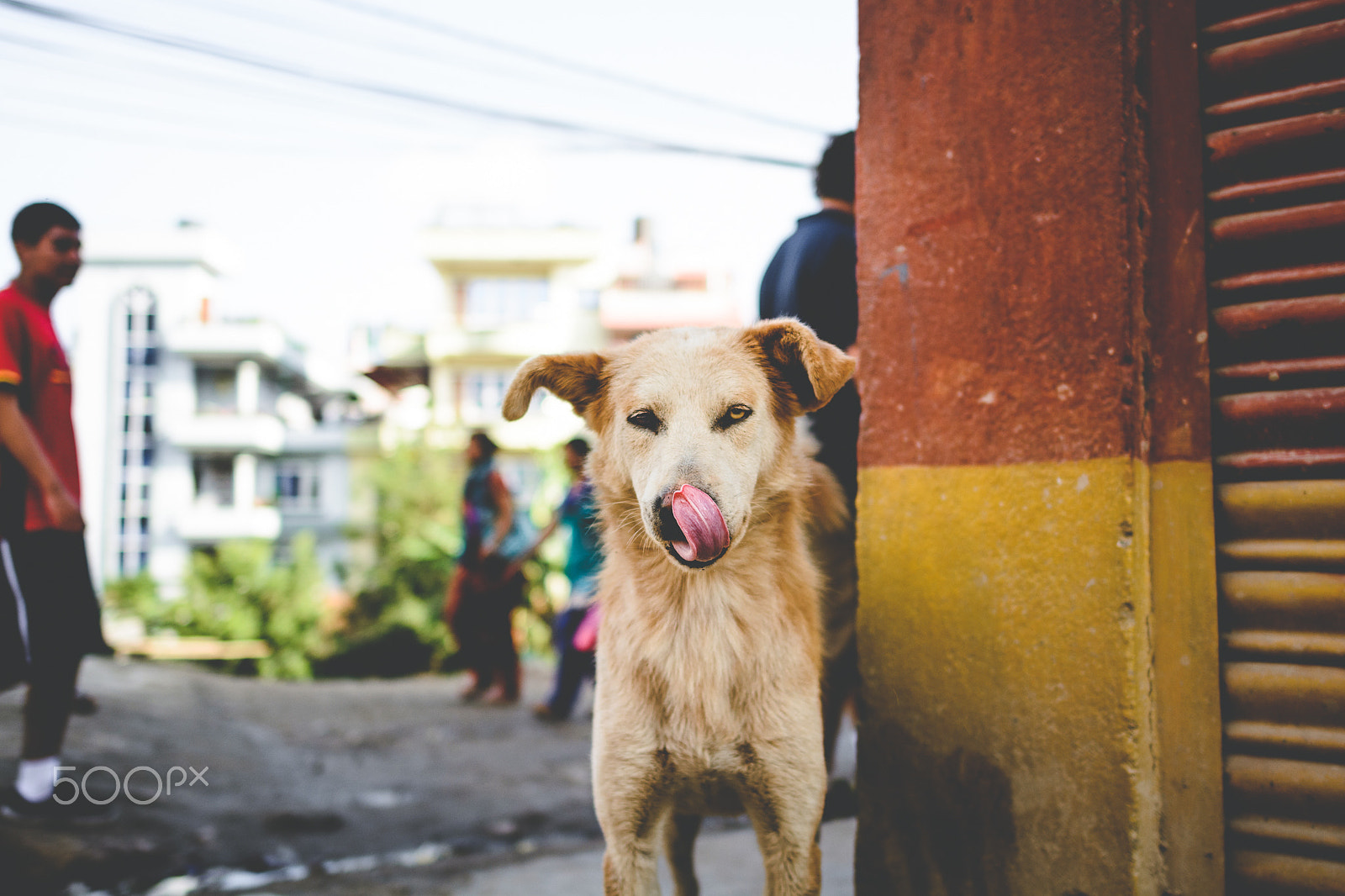 Nikon D5200 + Nikon AF-S Nikkor 24mm F1.8G ED sample photo. Animals of nepal photography