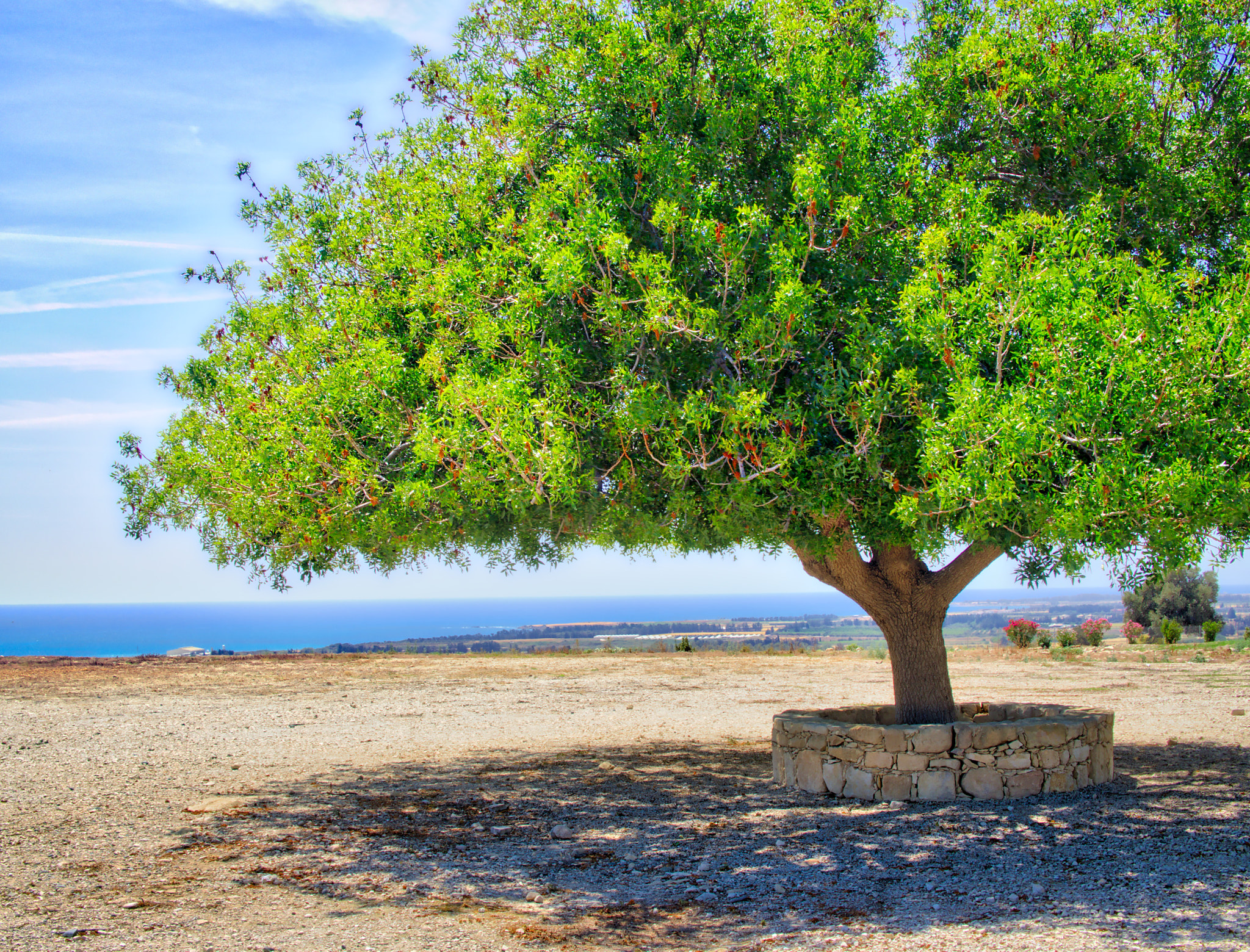 Olympus OM-D E-M10 + Olympus M.Zuiko Digital 25mm F1.8 sample photo. A lonely tree photography