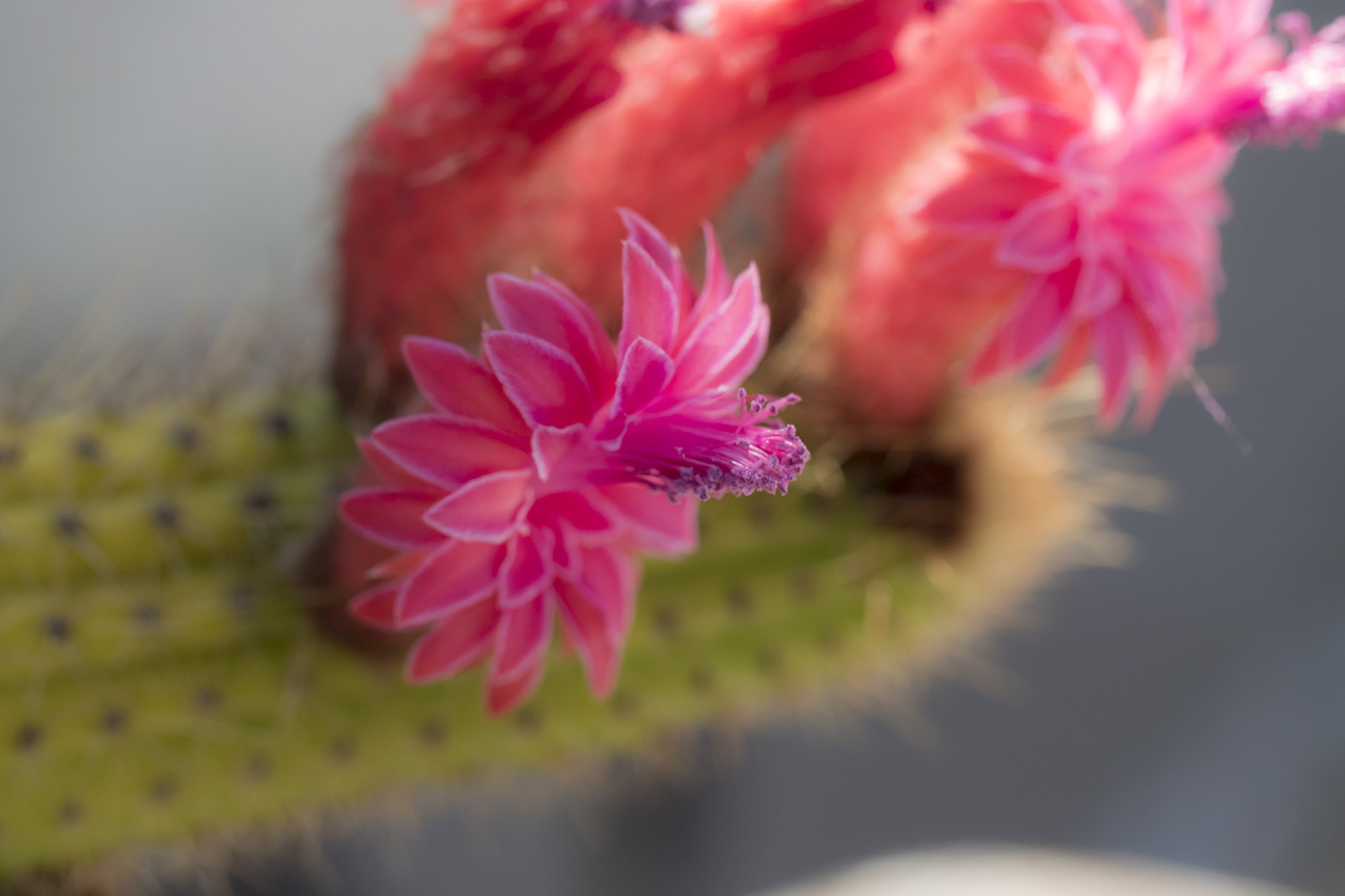 Canon EF 100mm F2.8L Macro IS USM sample photo. Cactus flower photography