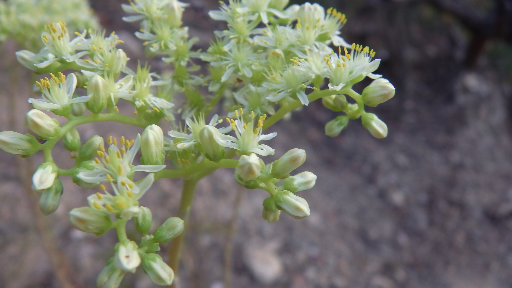 Panasonic HX-WA30 sample photo. Sedum sediforme photography