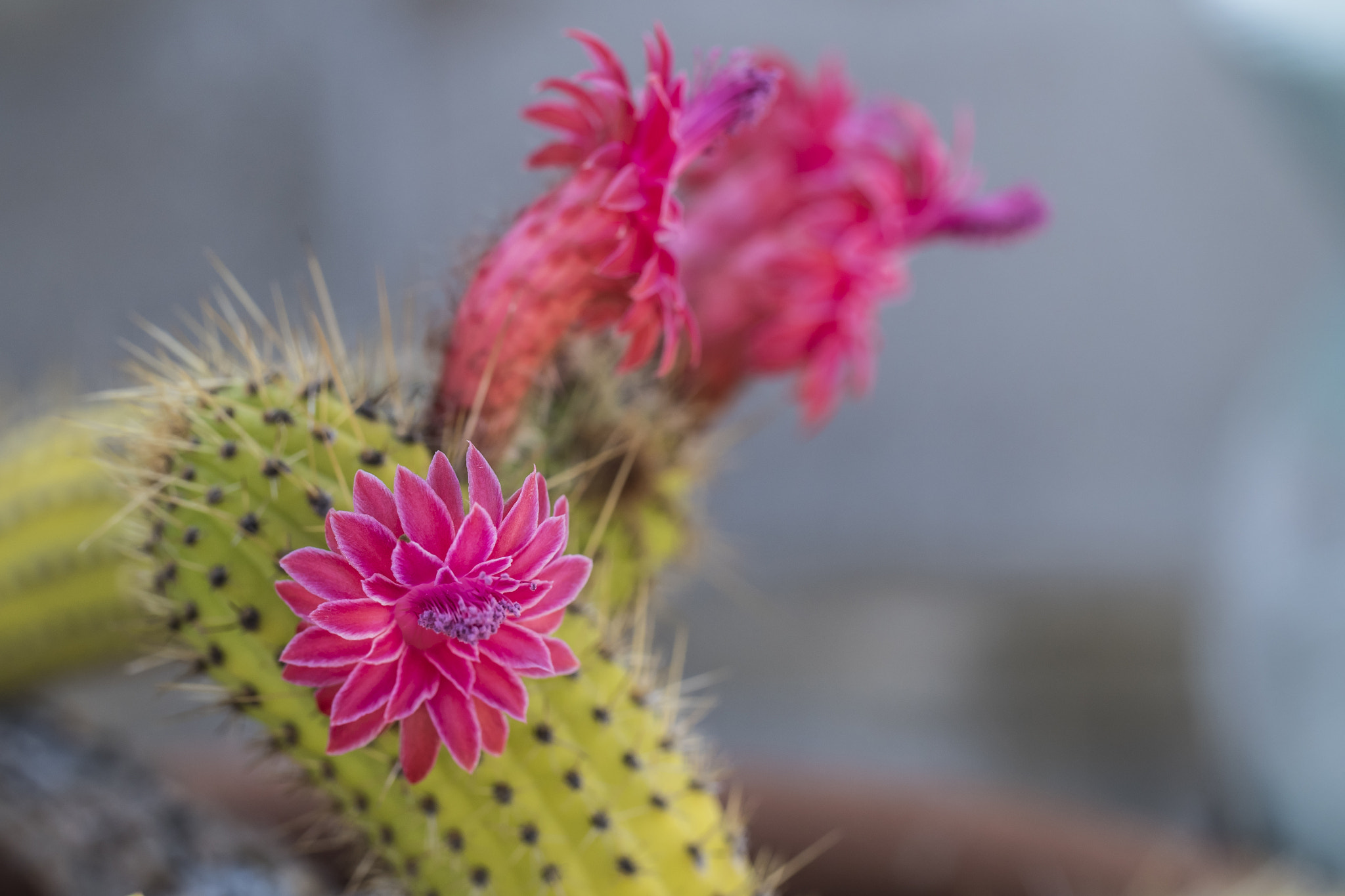 Canon EF 100mm F2.8L Macro IS USM sample photo. Cactus flower photography