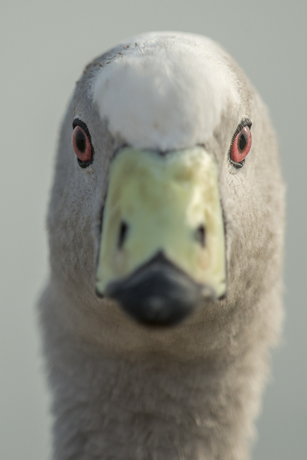 Nikon D800 sample photo. Cape barren goose photography