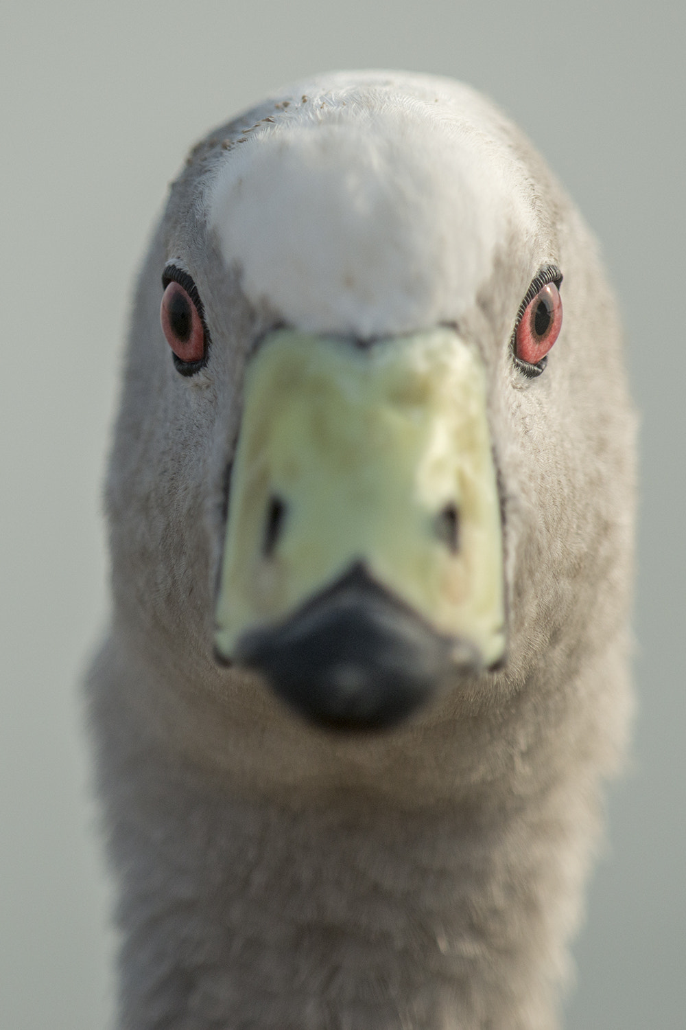 Nikon D800 + Sigma APO Tele Macro 300mm F4 sample photo. Cape barren goose photography