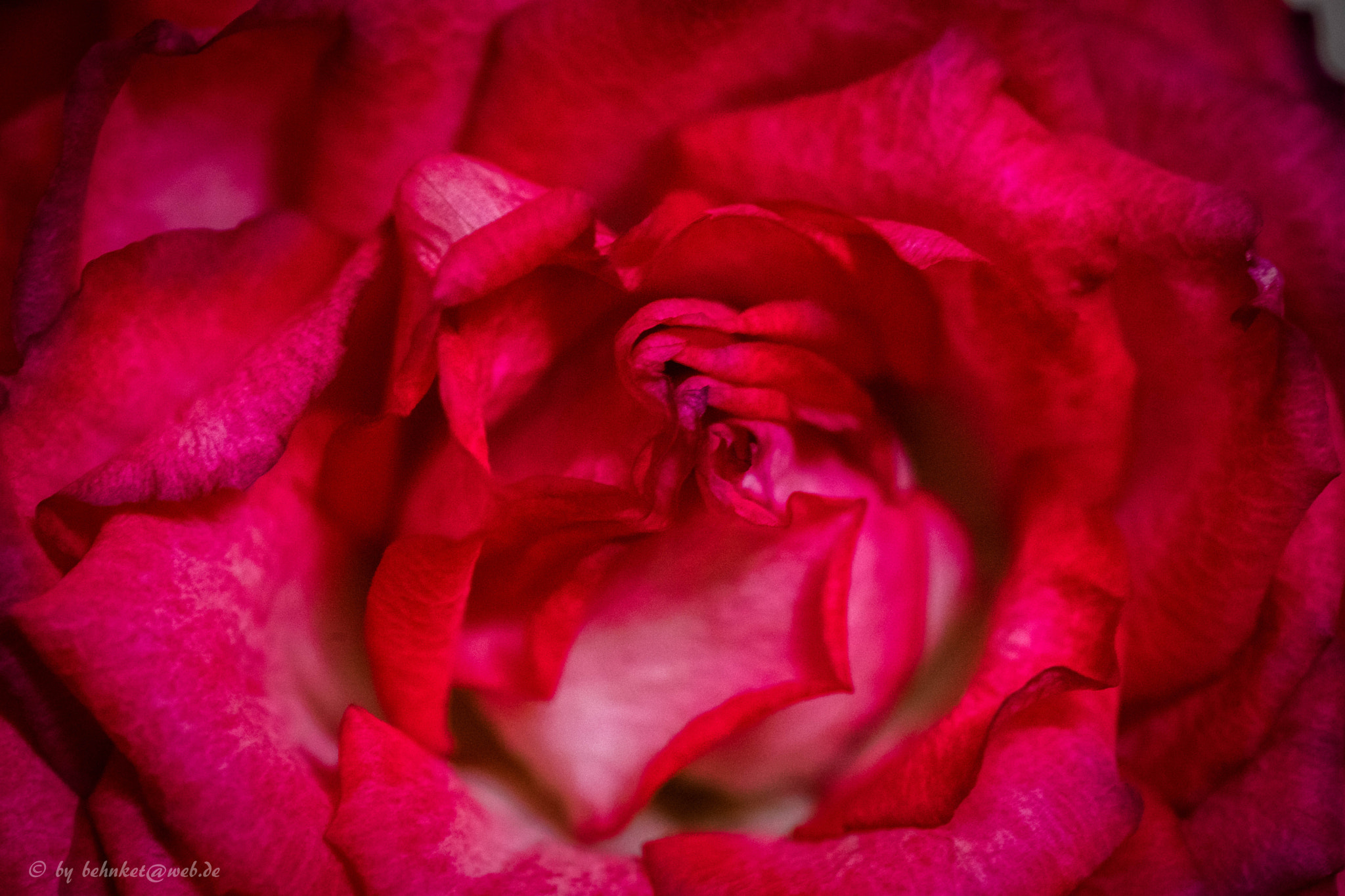 Sony a7 II + Sigma AF 105mm F2.8 EX [DG] Macro sample photo. Red photography
