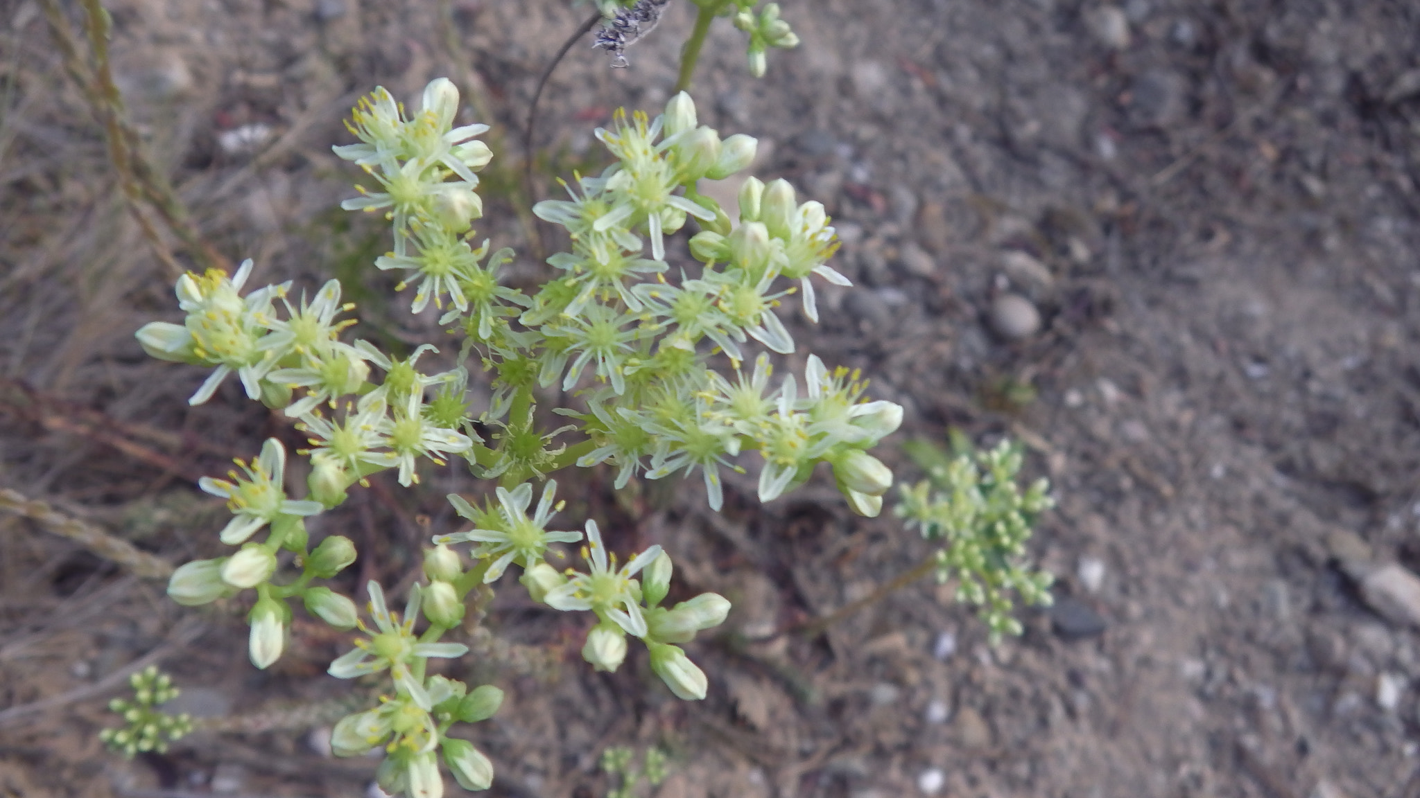 Panasonic HX-WA30 sample photo. Sedum sediforme photography
