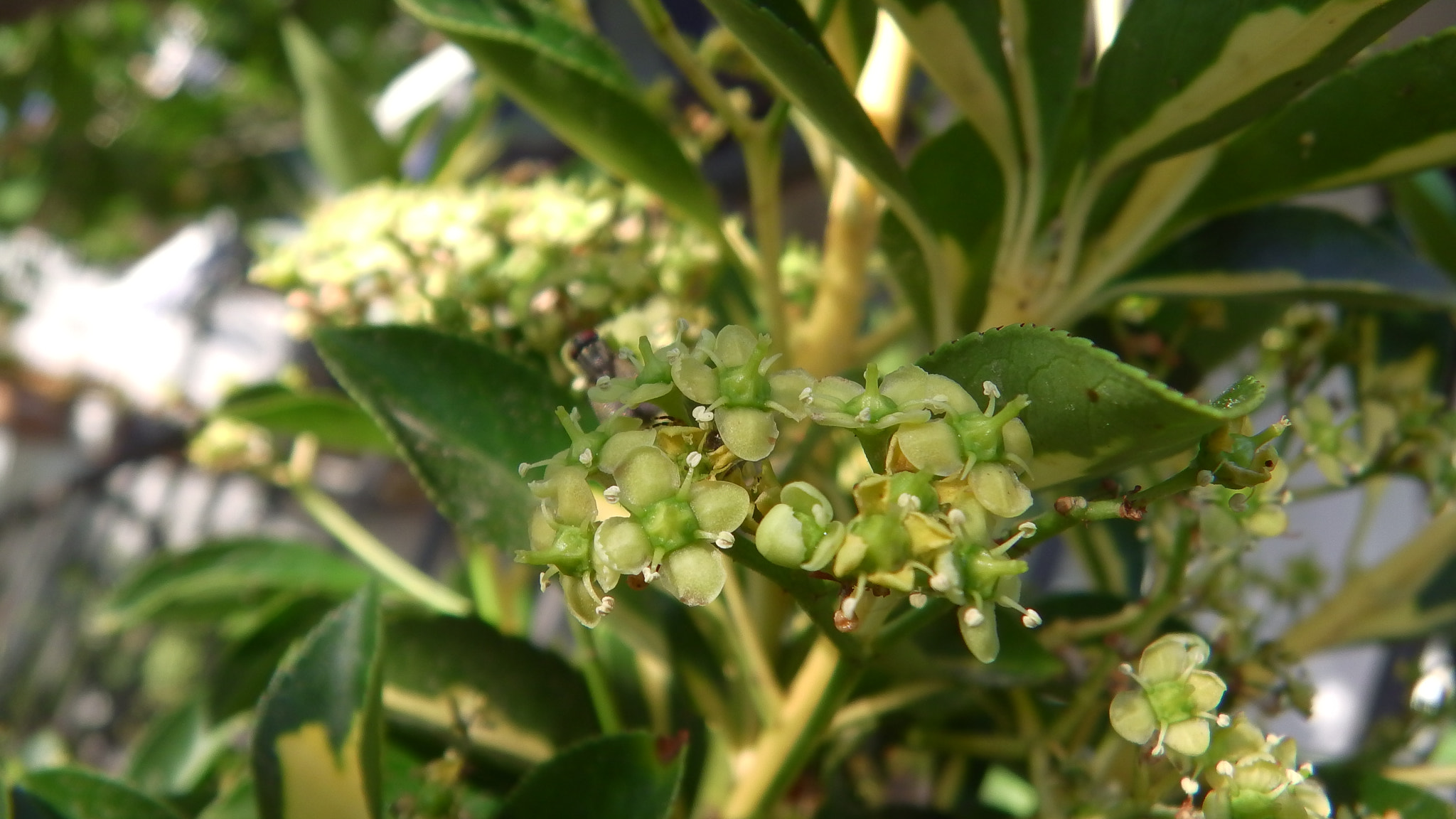 Panasonic HX-WA30 sample photo. Euvonymus luna photography