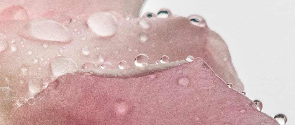 Olympus OM-D E-M10 + Panasonic Lumix G Vario 45-200mm F4-5.6 OIS sample photo. Raindrops on rose photography