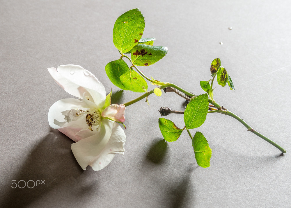 Panasonic Lumix G Vario 45-200mm F4-5.6 OIS sample photo. White rose photography