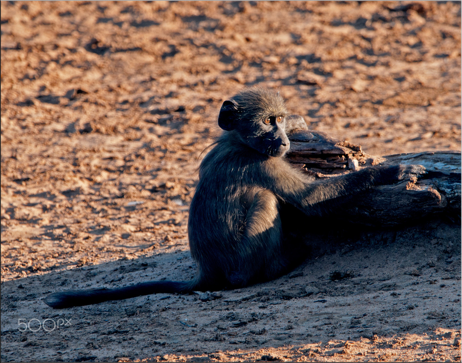 Nikon AF-S Nikkor 400mm F2.8G ED VR II sample photo. Tree hugging photography