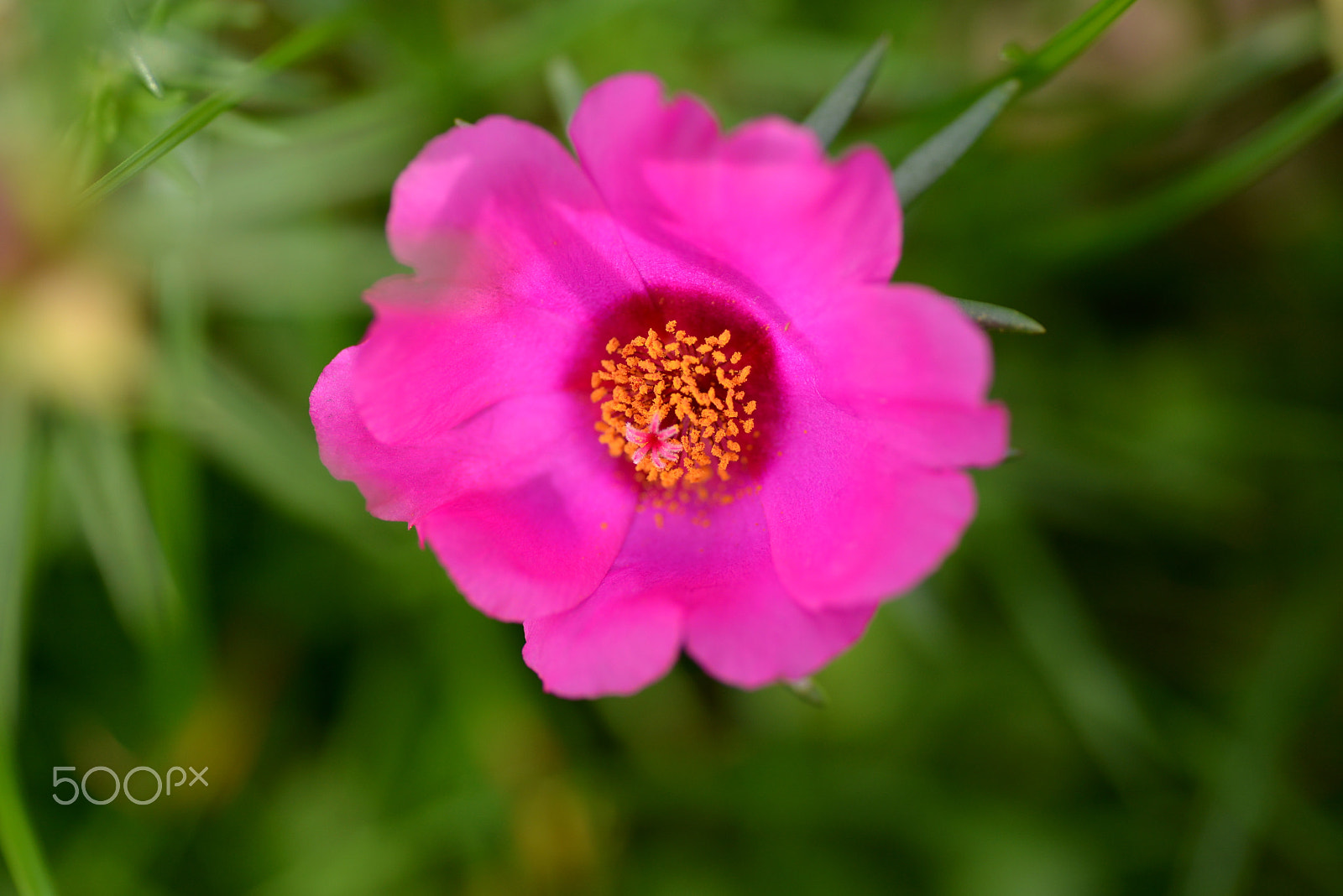 Nikon D600 sample photo. Portulaca photography