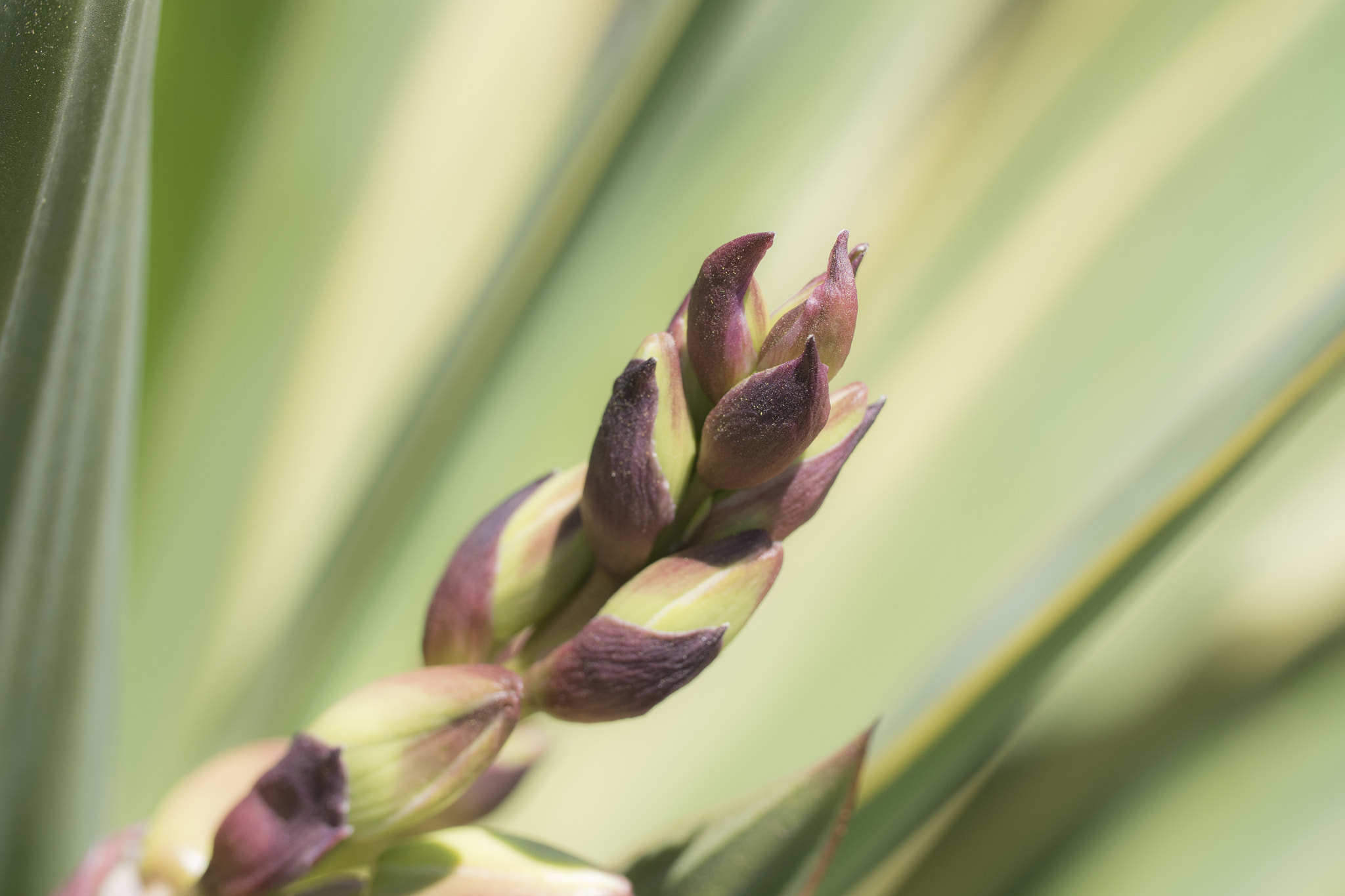 Panasonic Lumix DMC-GH4 + Canon EF 100mm F2.8L Macro IS USM sample photo. Yucca photography