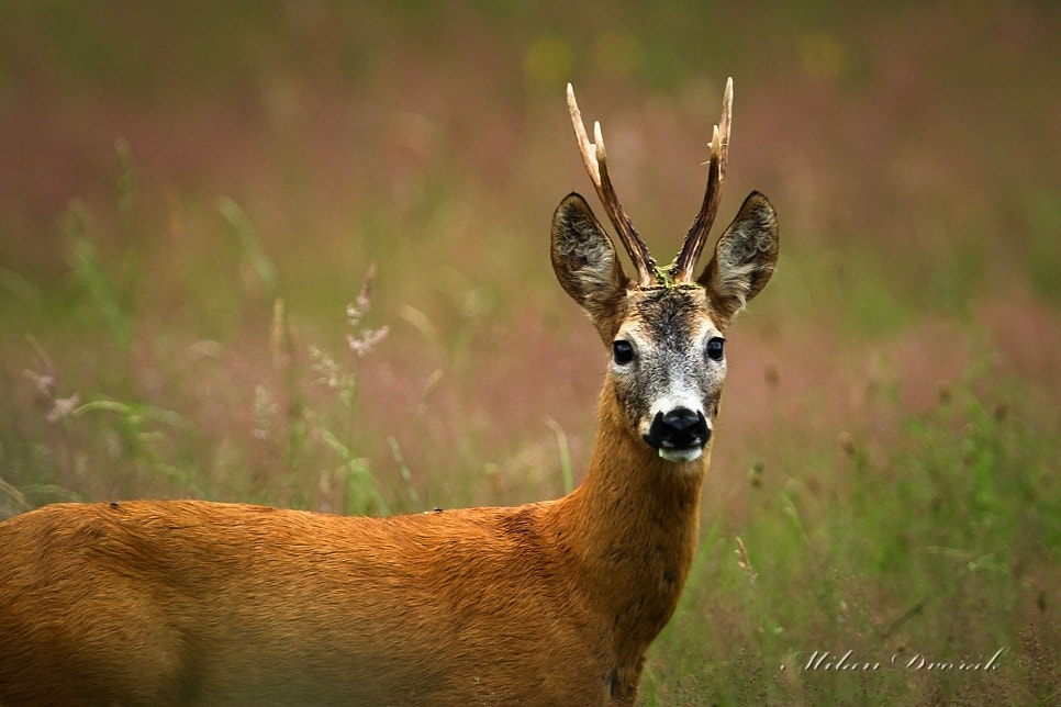 Canon EOS 7D Mark II + Canon EF 300mm F2.8L IS USM sample photo. Hey, can you see my antlers ? photography