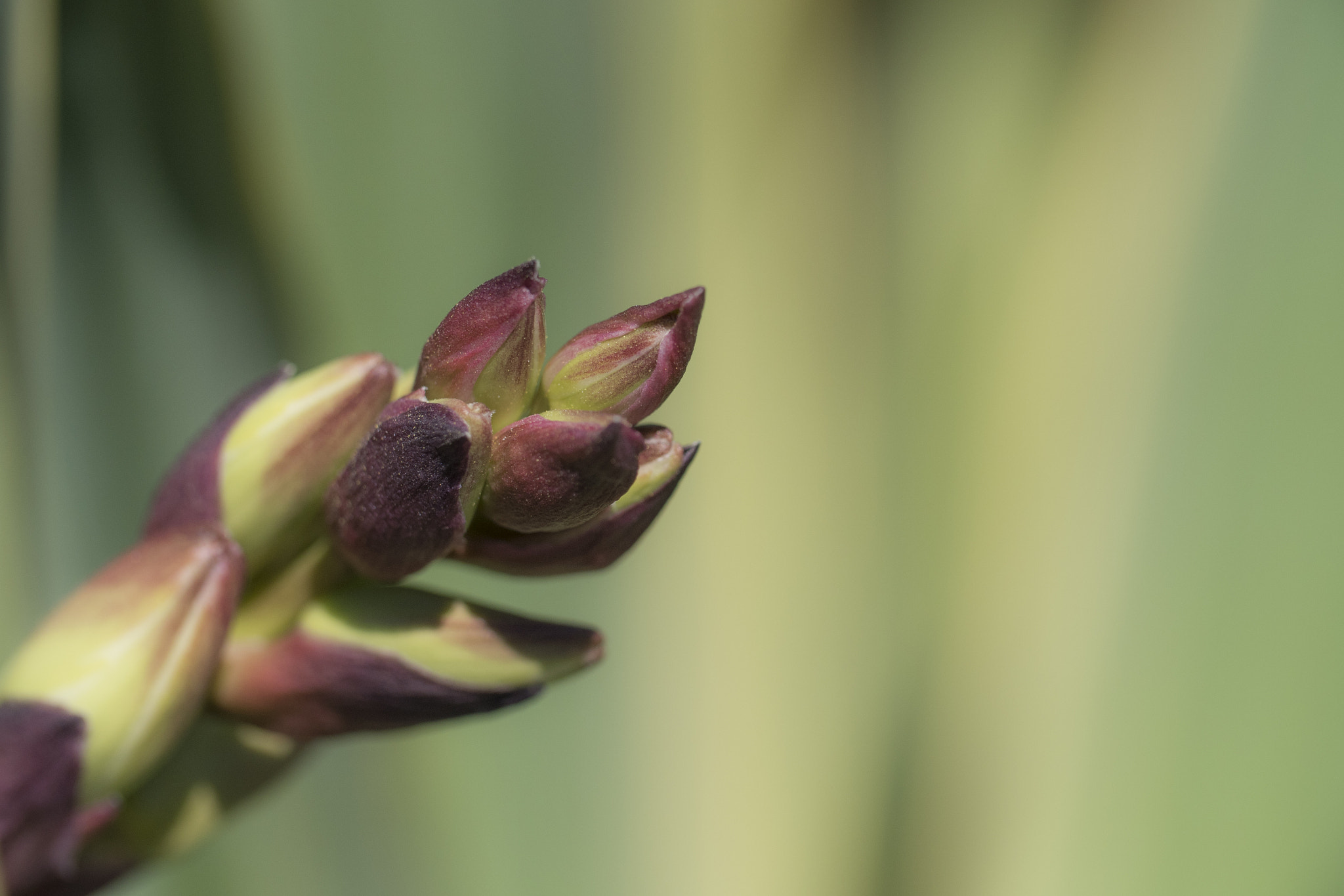 Panasonic Lumix DMC-GH4 + Canon EF 100mm F2.8L Macro IS USM sample photo. Yucca photography