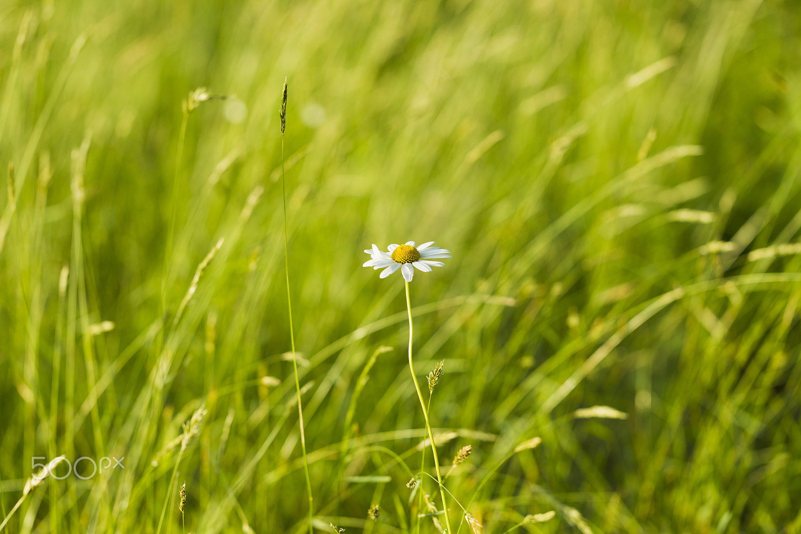 Canon EOS-1D Mark IV sample photo. Wildflowers chamomile photography