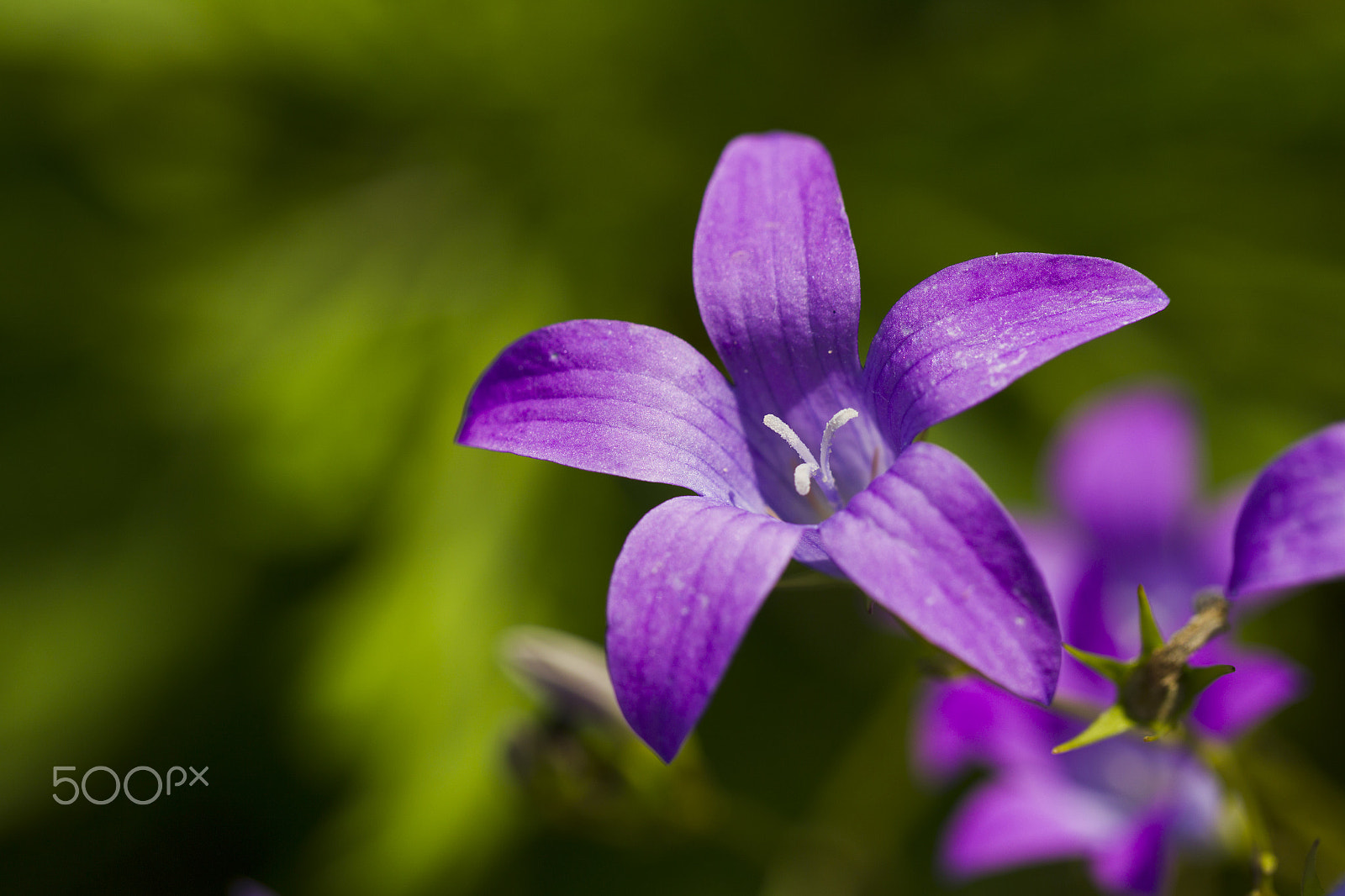 Canon EOS-1D Mark IV sample photo. Wildflowers bells photography