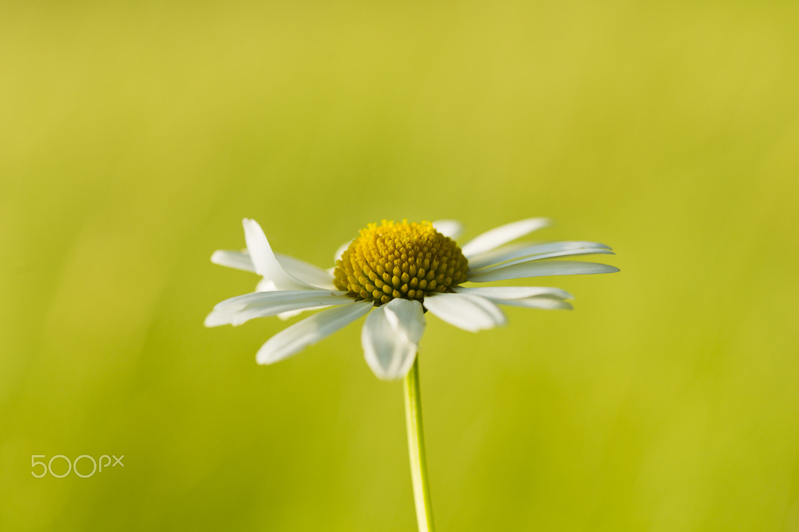 Canon EOS-1D Mark IV sample photo. Wildflowers chamomile photography