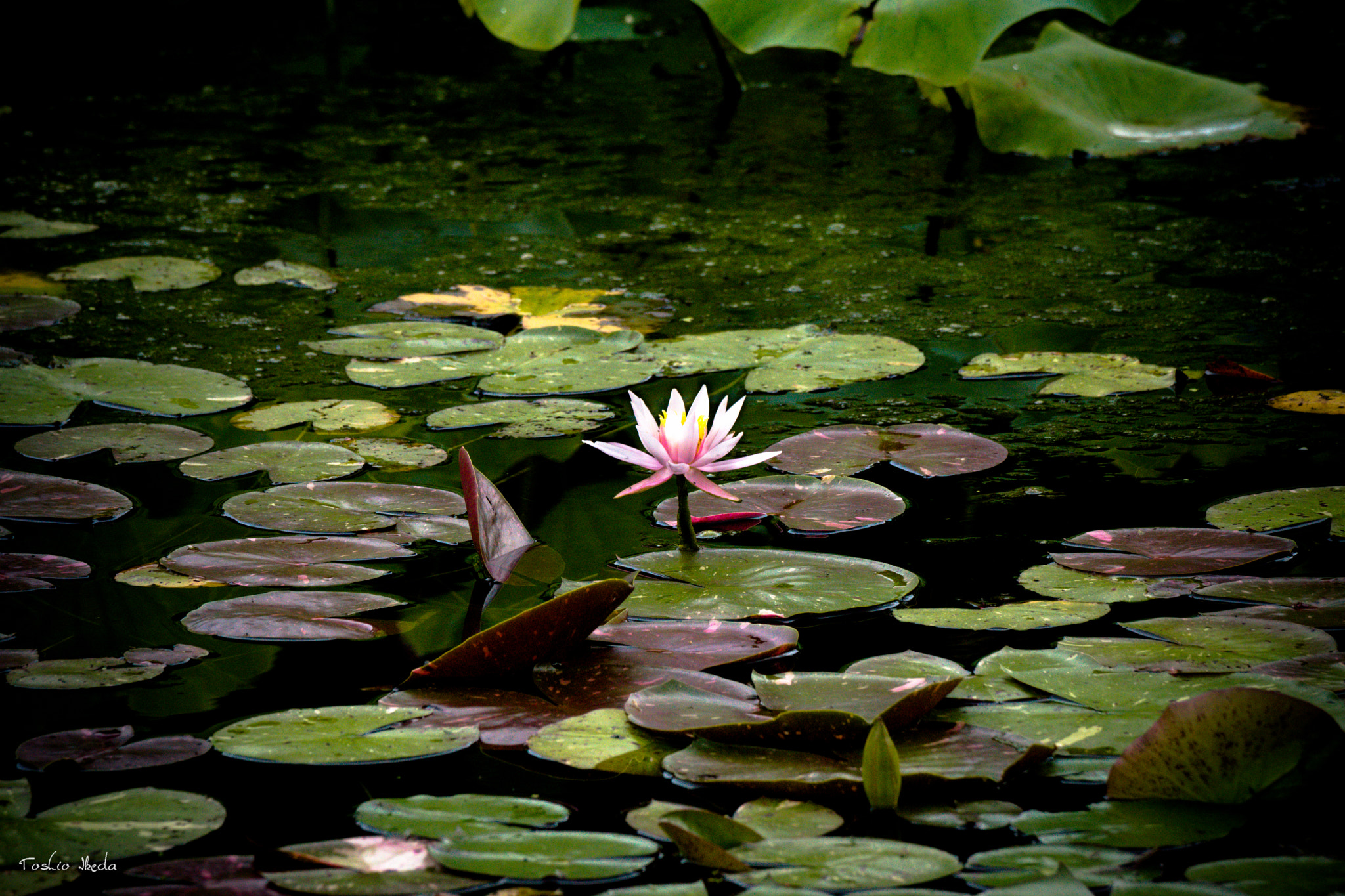 Sony 70-300mm F4.5-5.6 G SSM sample photo. Water lily 2016 photography