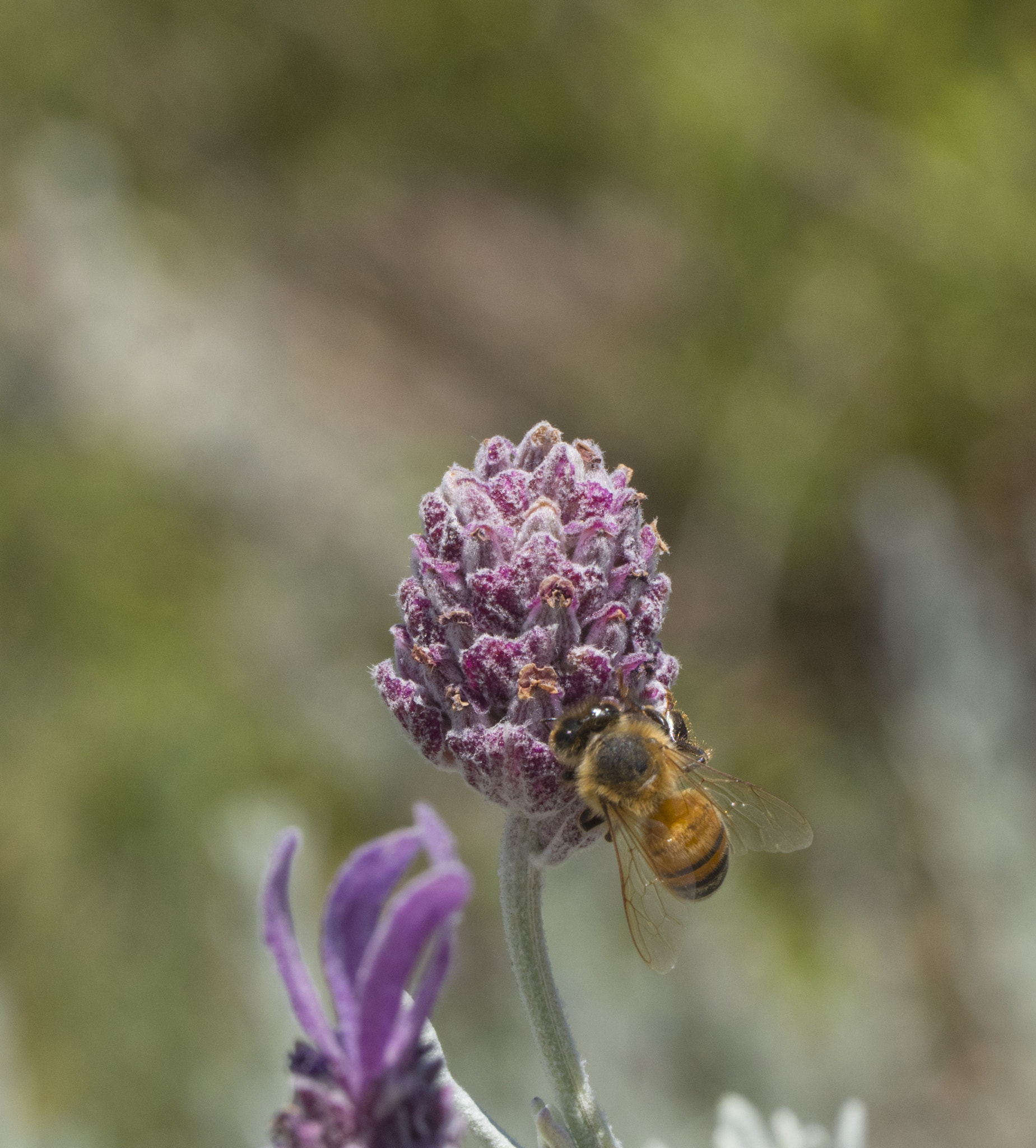 Panasonic Lumix DMC-GH4 + Canon EF 100mm F2.8L Macro IS USM sample photo. Lavender and bee photography