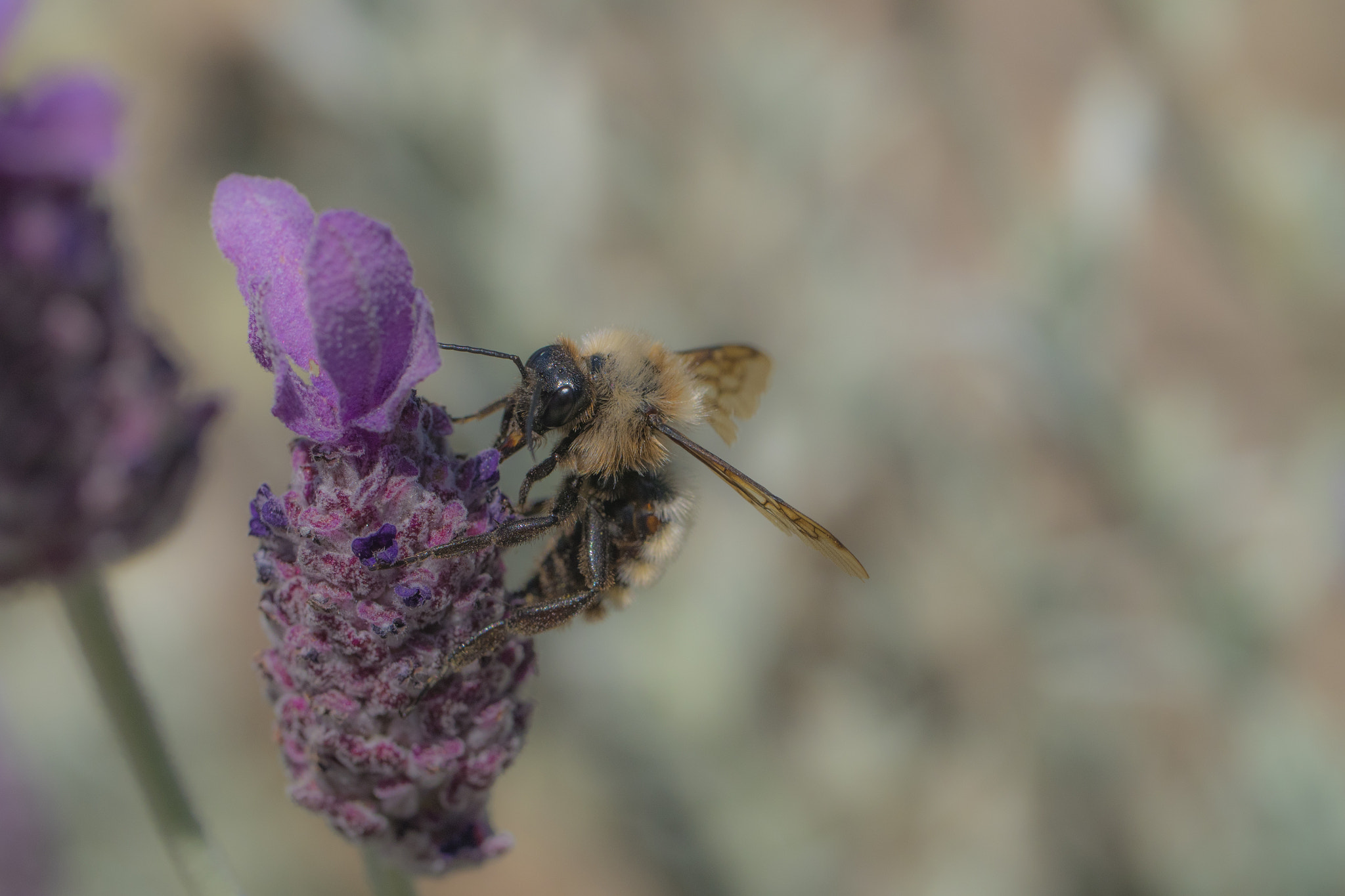 Panasonic Lumix DMC-GH4 + Canon EF 100mm F2.8L Macro IS USM sample photo. Lavender and bee photography