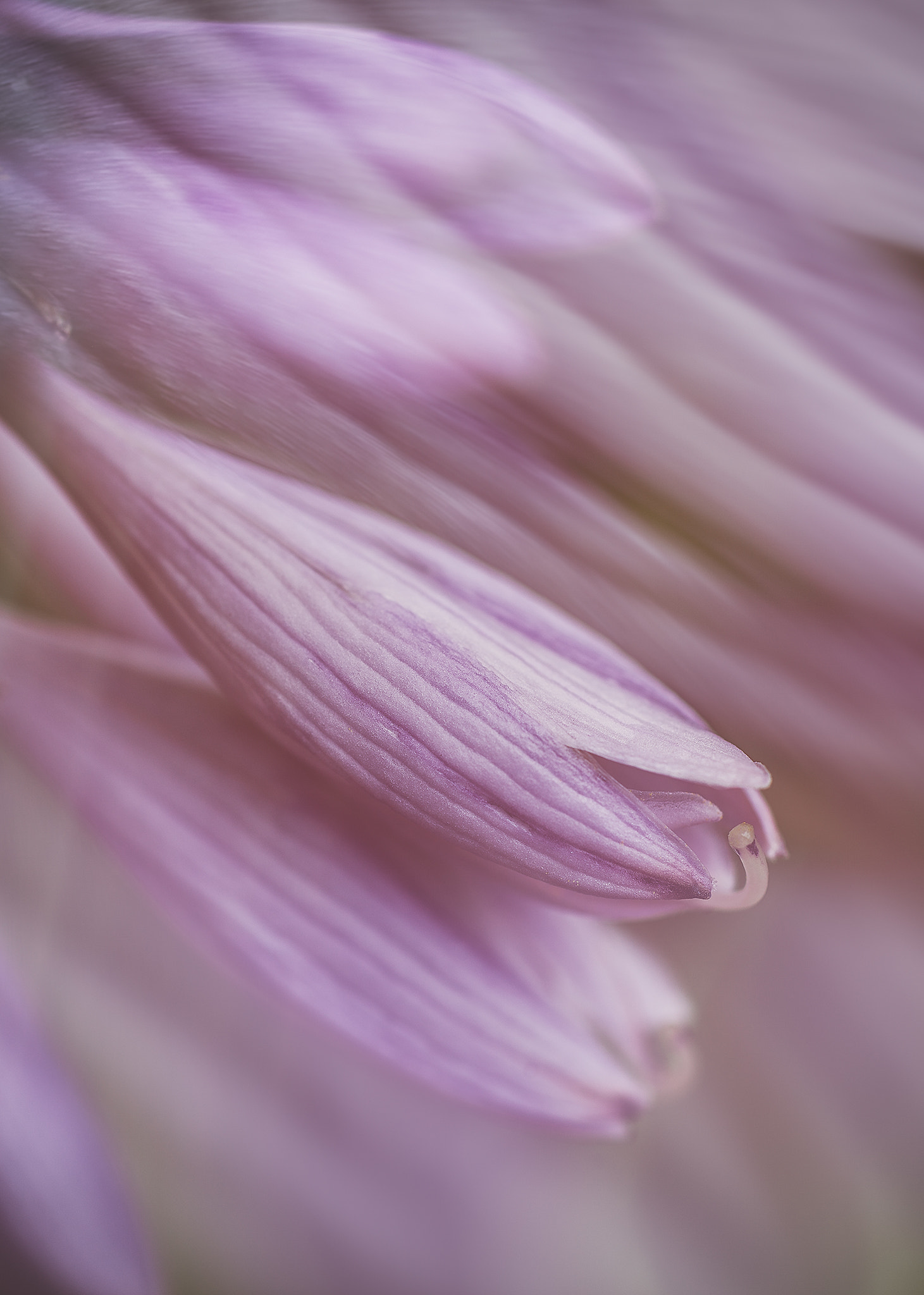 ZEISS Makro-Planar T* 50mm F2 sample photo. Hosta blooms photography