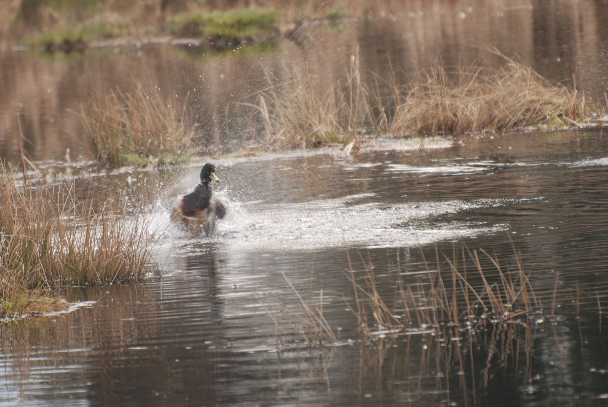 Nikon D60 sample photo. Mallard bath photography