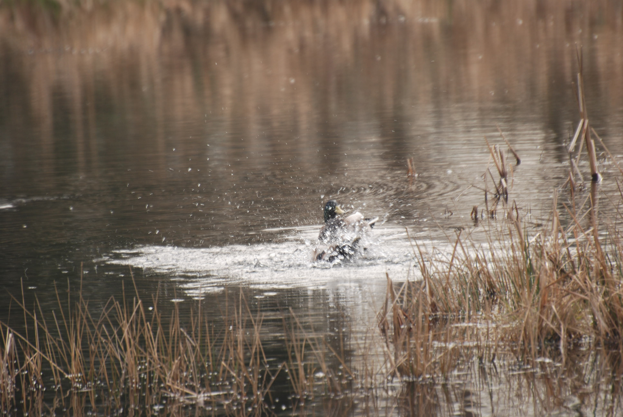 Nikon D60 sample photo. Mallard bath photography