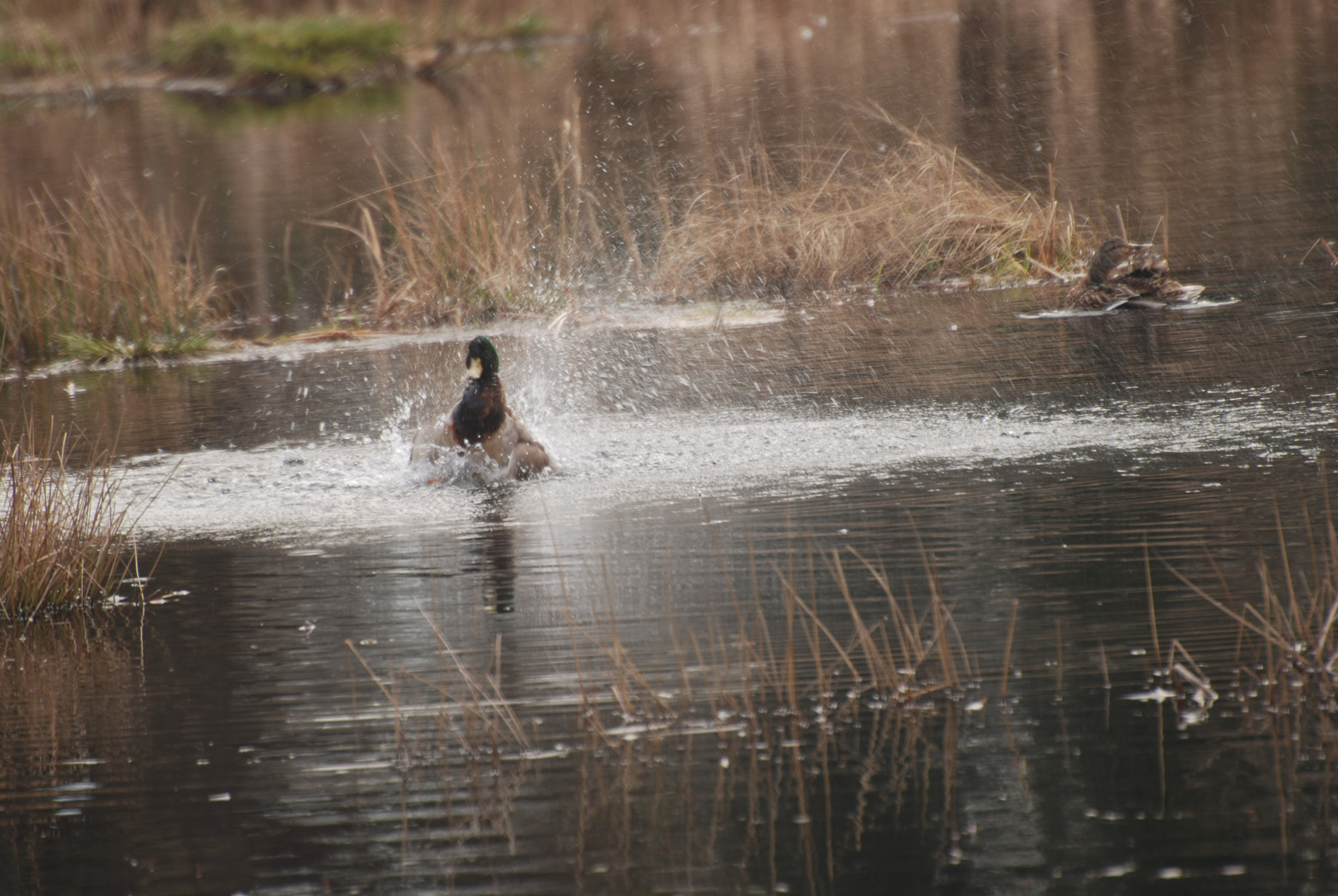 Nikon D60 sample photo. Mallard bath photography