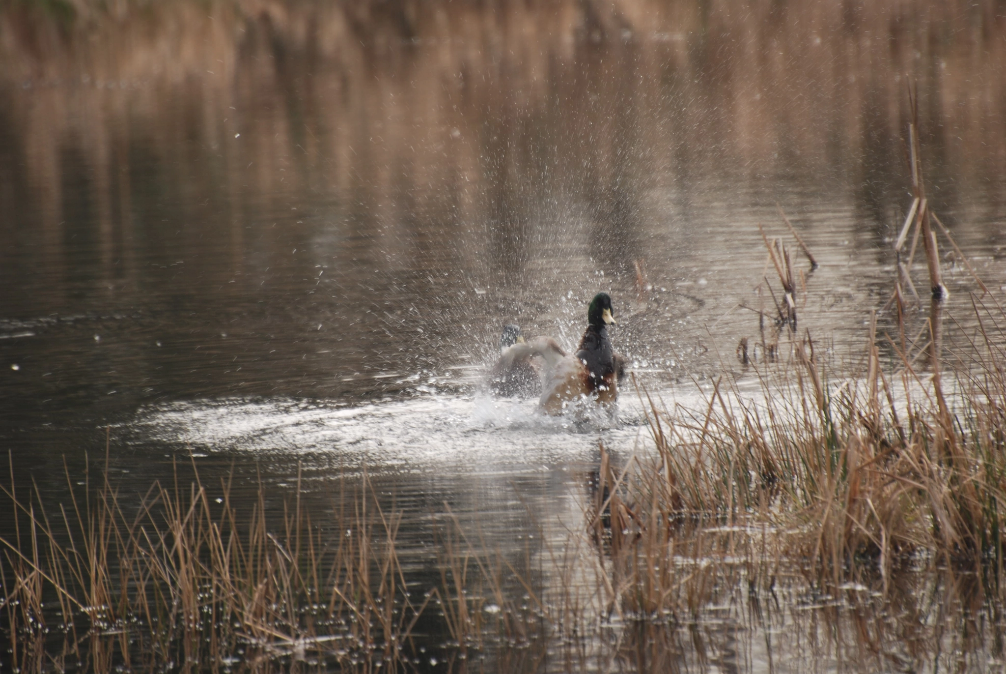 Nikon D60 sample photo. Mallard bath photography