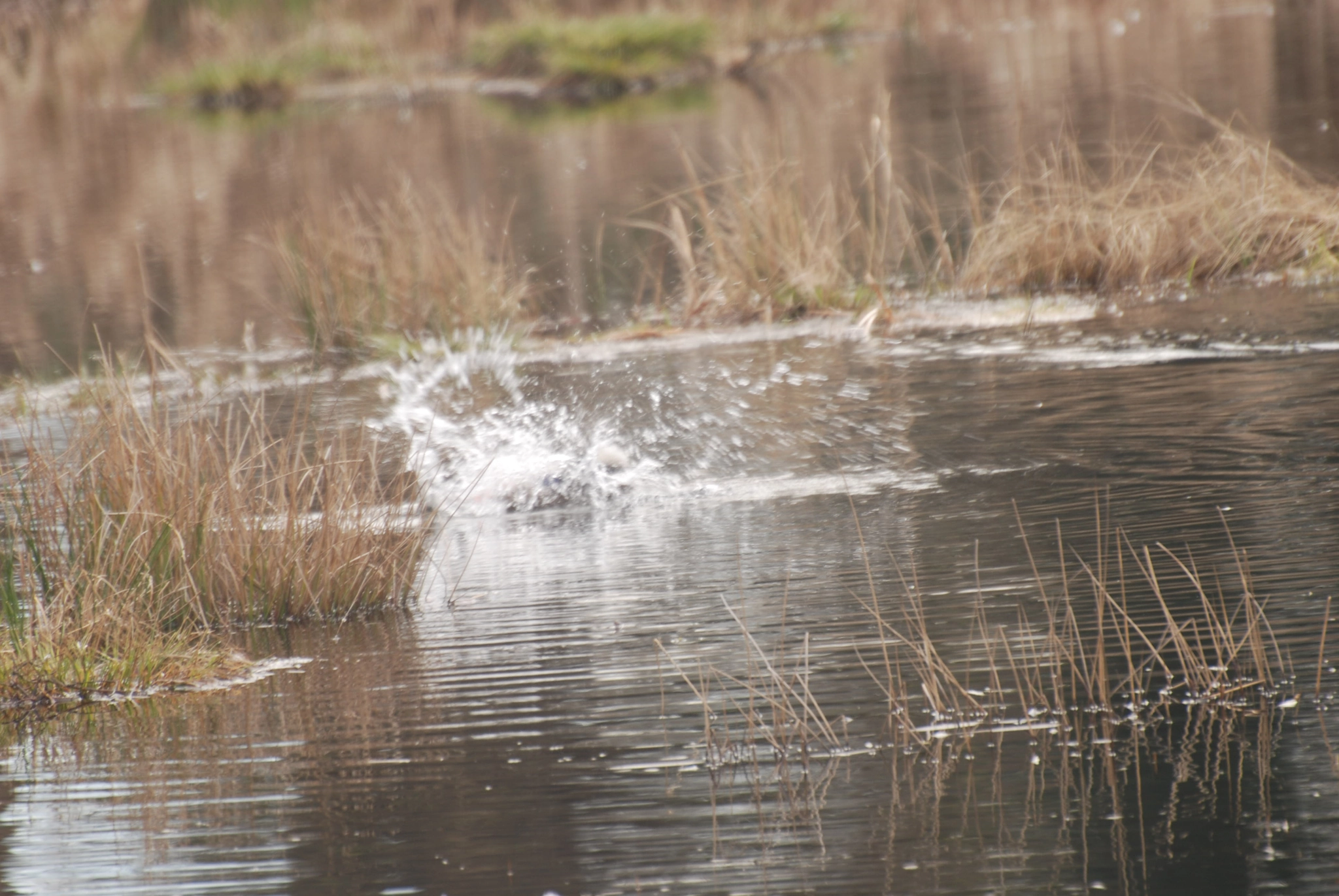 Nikon D60 sample photo. Mallard bath photography