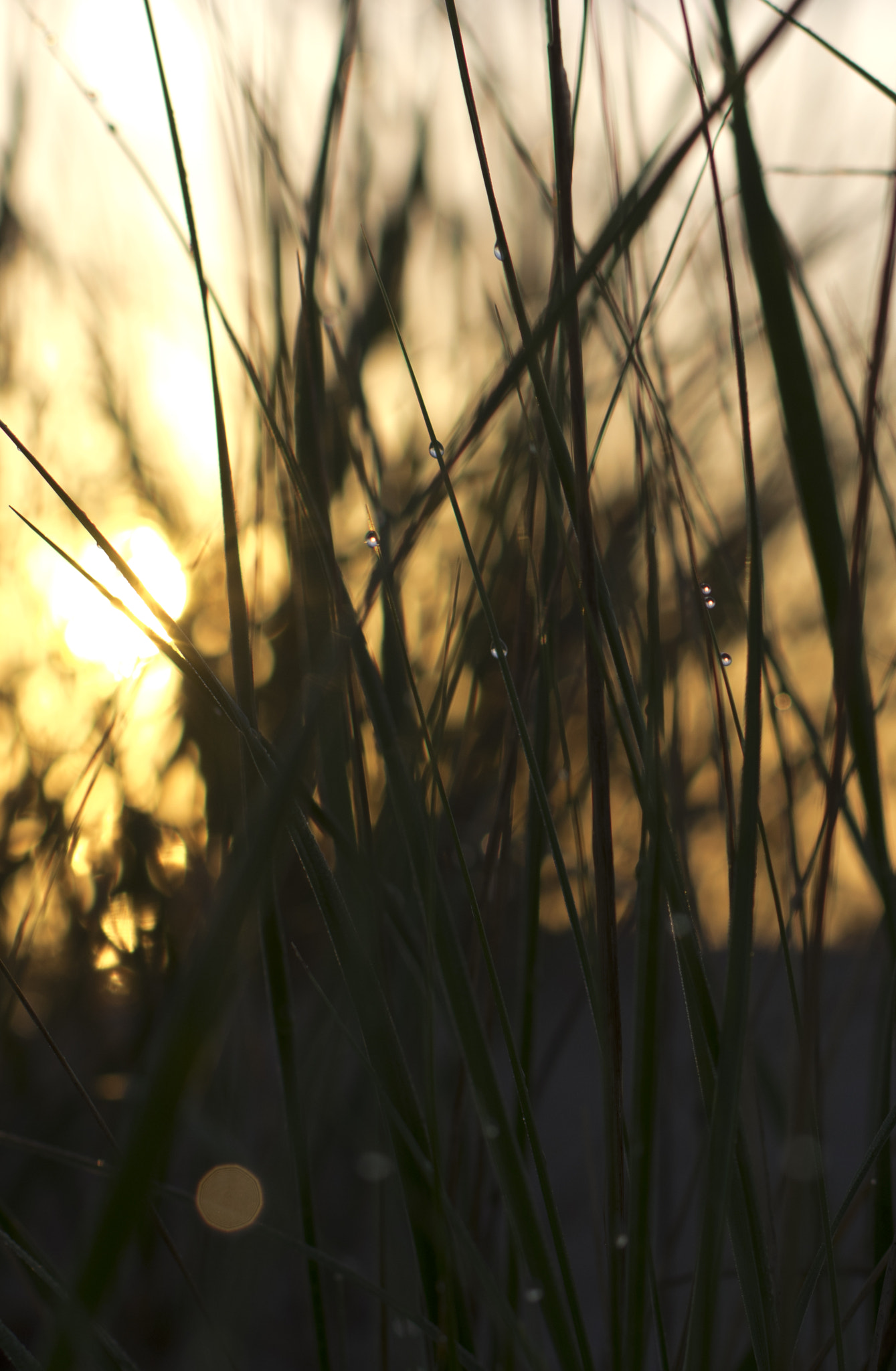 Pentax K-3 II sample photo. Dune grass past dawn photography
