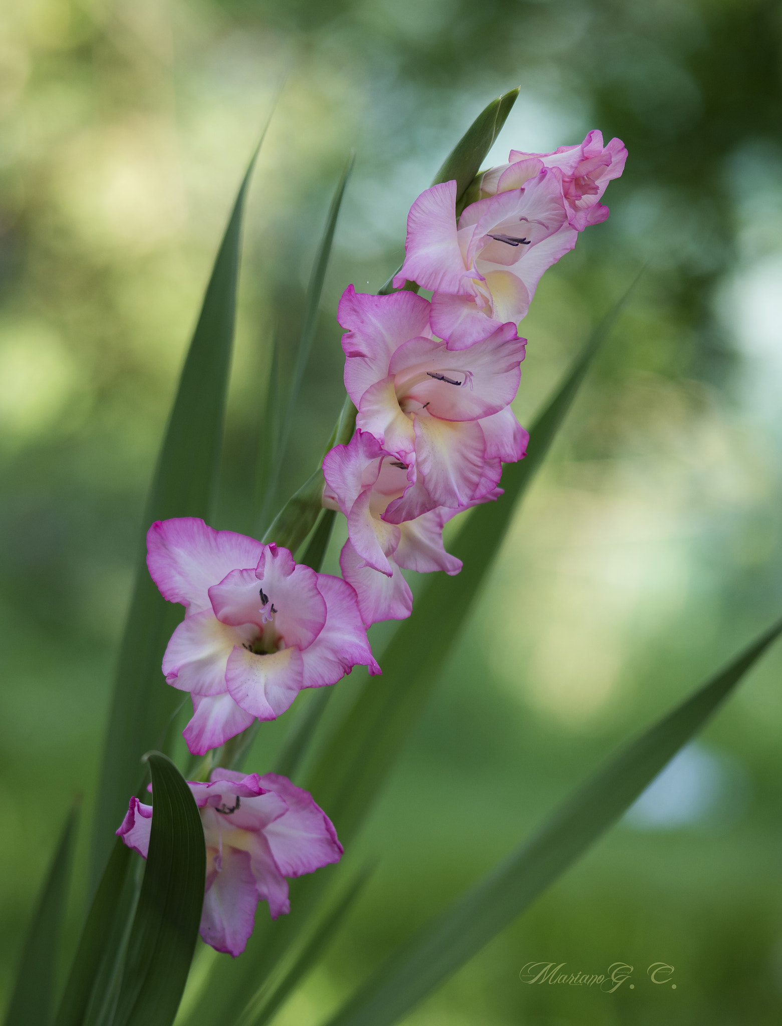 Sony a6300 + Sony FE 90mm F2.8 Macro G OSS sample photo. - photography