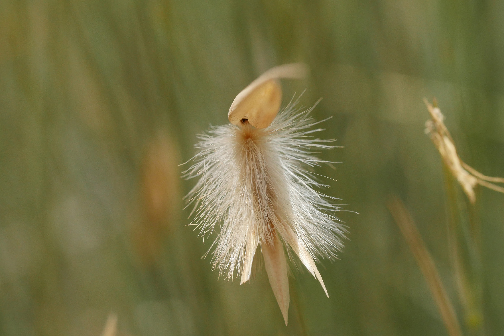 Panasonic Lumix DMC-GH4 + Canon EF 100mm F2.8L Macro IS USM sample photo. Grass photography