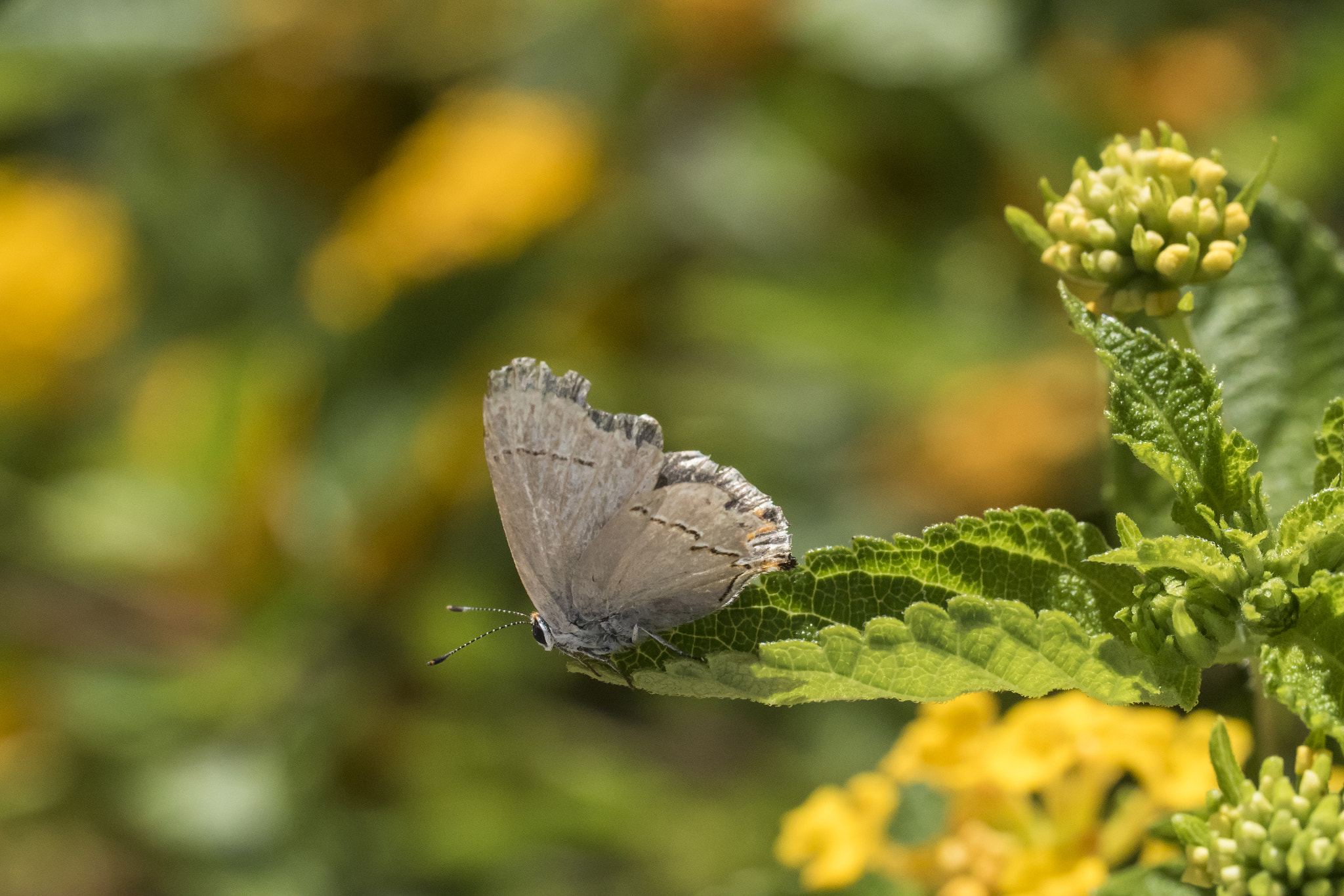 Canon EF 100mm F2.8L Macro IS USM sample photo. Little wings photography