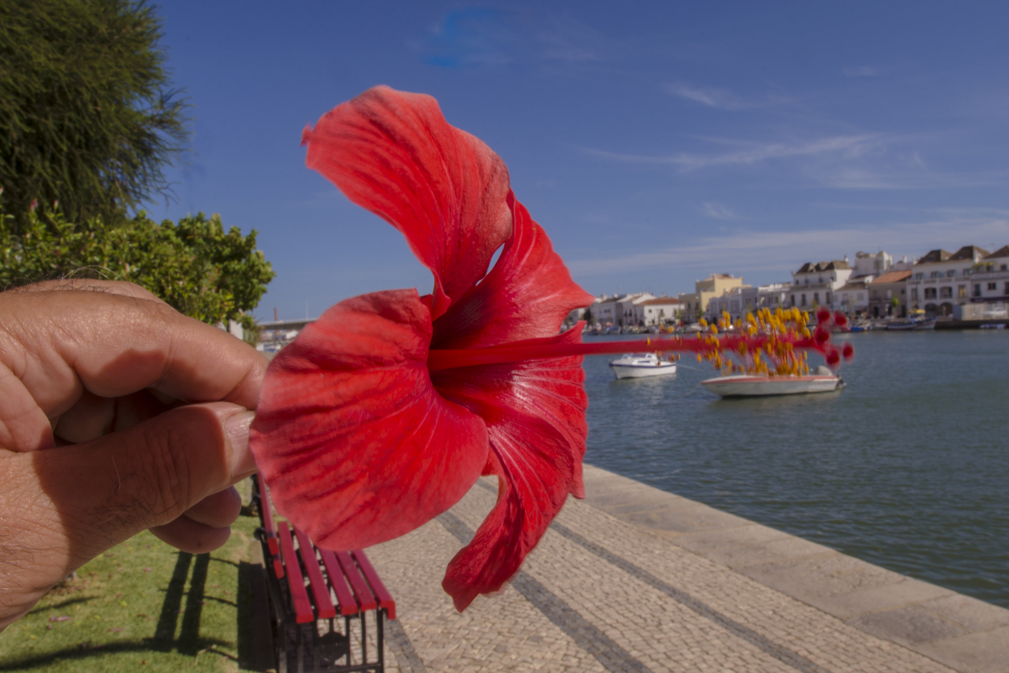 Nikon AF-S Nikkor 17-35mm F2.8D ED-IF sample photo. "red flower on foreground" photography