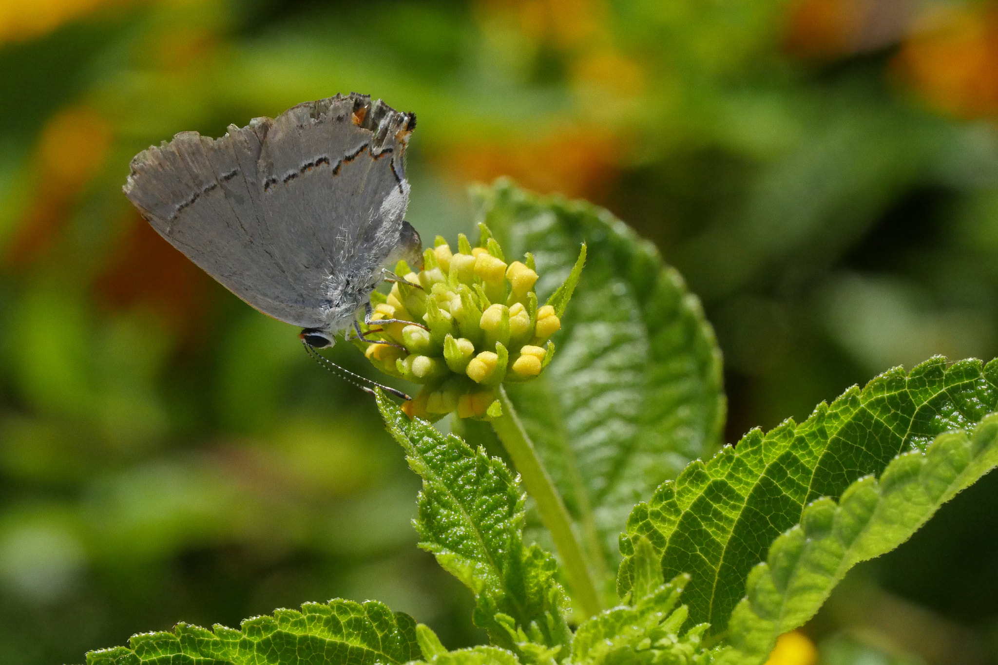 Panasonic Lumix DMC-GH4 + Canon EF 100mm F2.8L Macro IS USM sample photo. Little wings photography