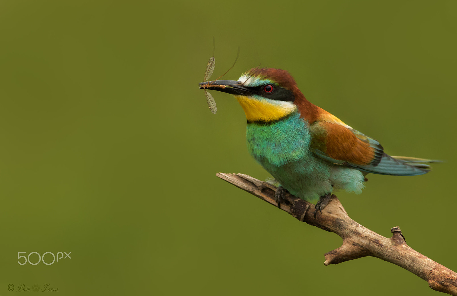 Canon EOS 7D Mark II + Canon EF 400mm F5.6L USM sample photo. Bee-eater photography