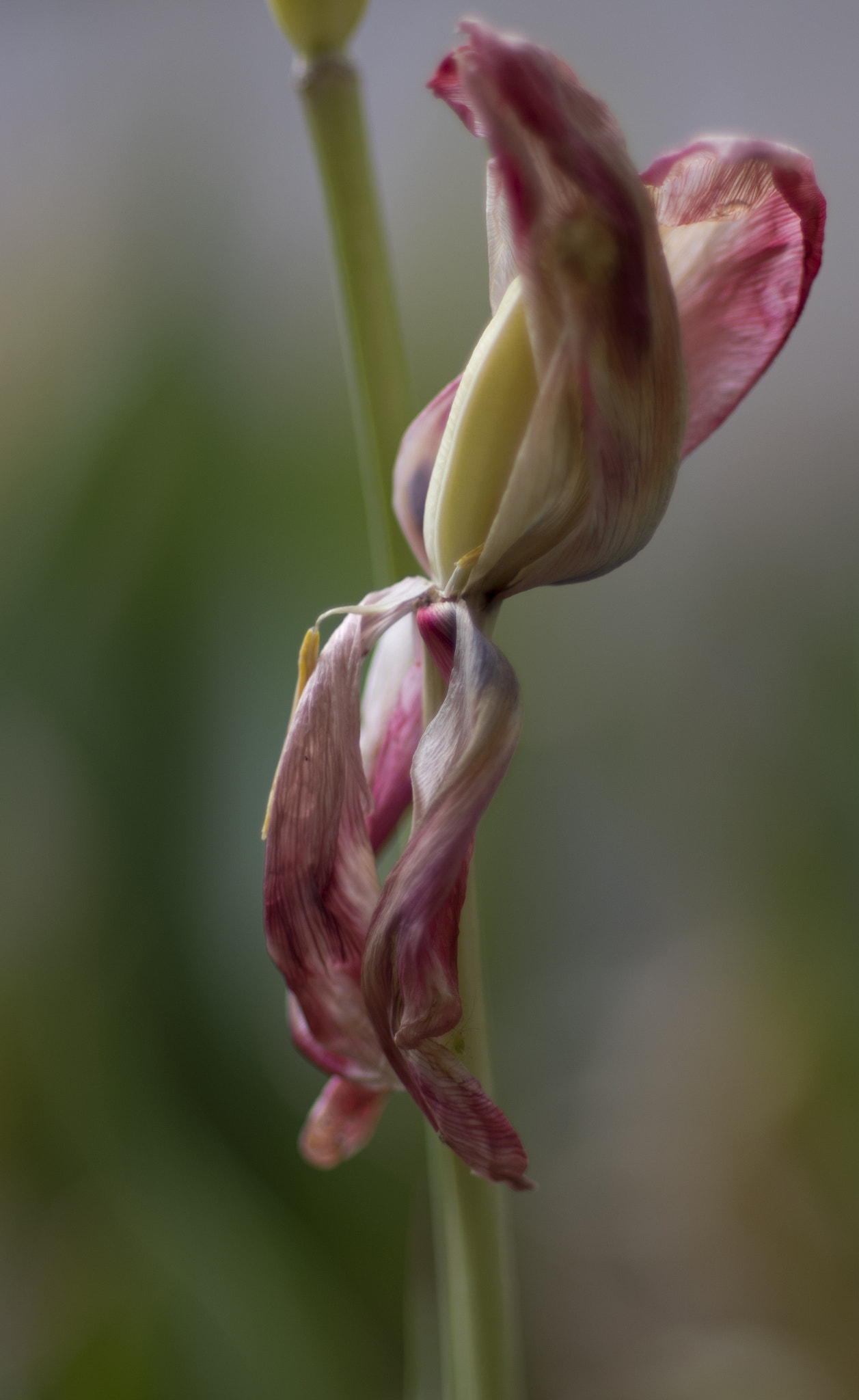 Pentax K-3 II sample photo. Past time photography