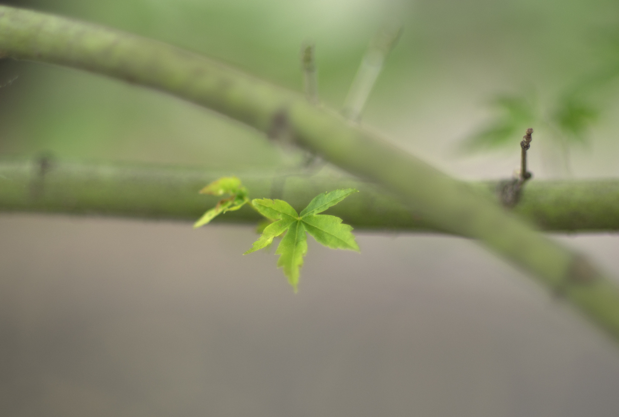 Pentax K-3 II sample photo. The star photography