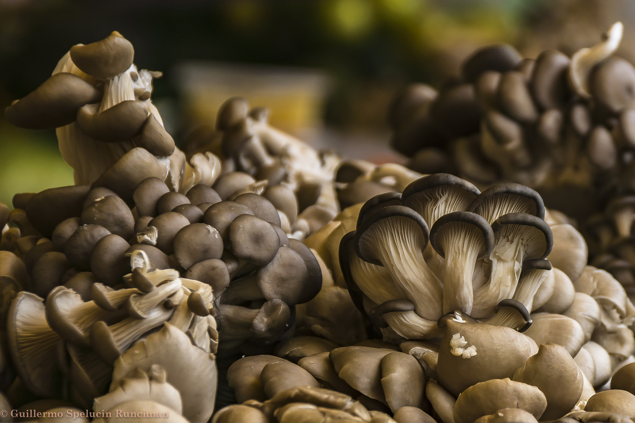 Sony DT 18-250mm F3.5-6.3 sample photo. Mushrooms photography