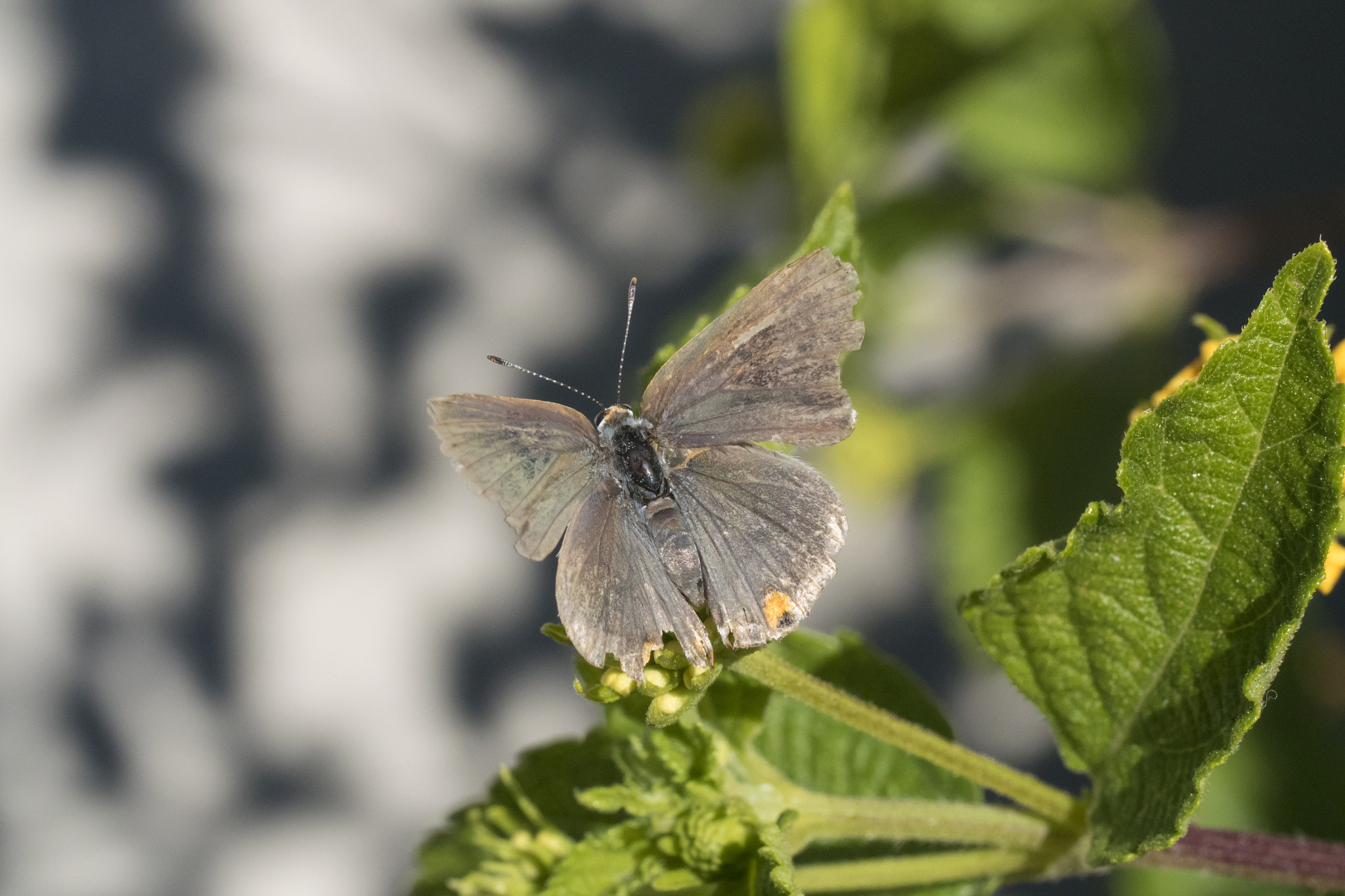 Panasonic Lumix DMC-GH4 + Canon EF 100mm F2.8L Macro IS USM sample photo. Little wings photography