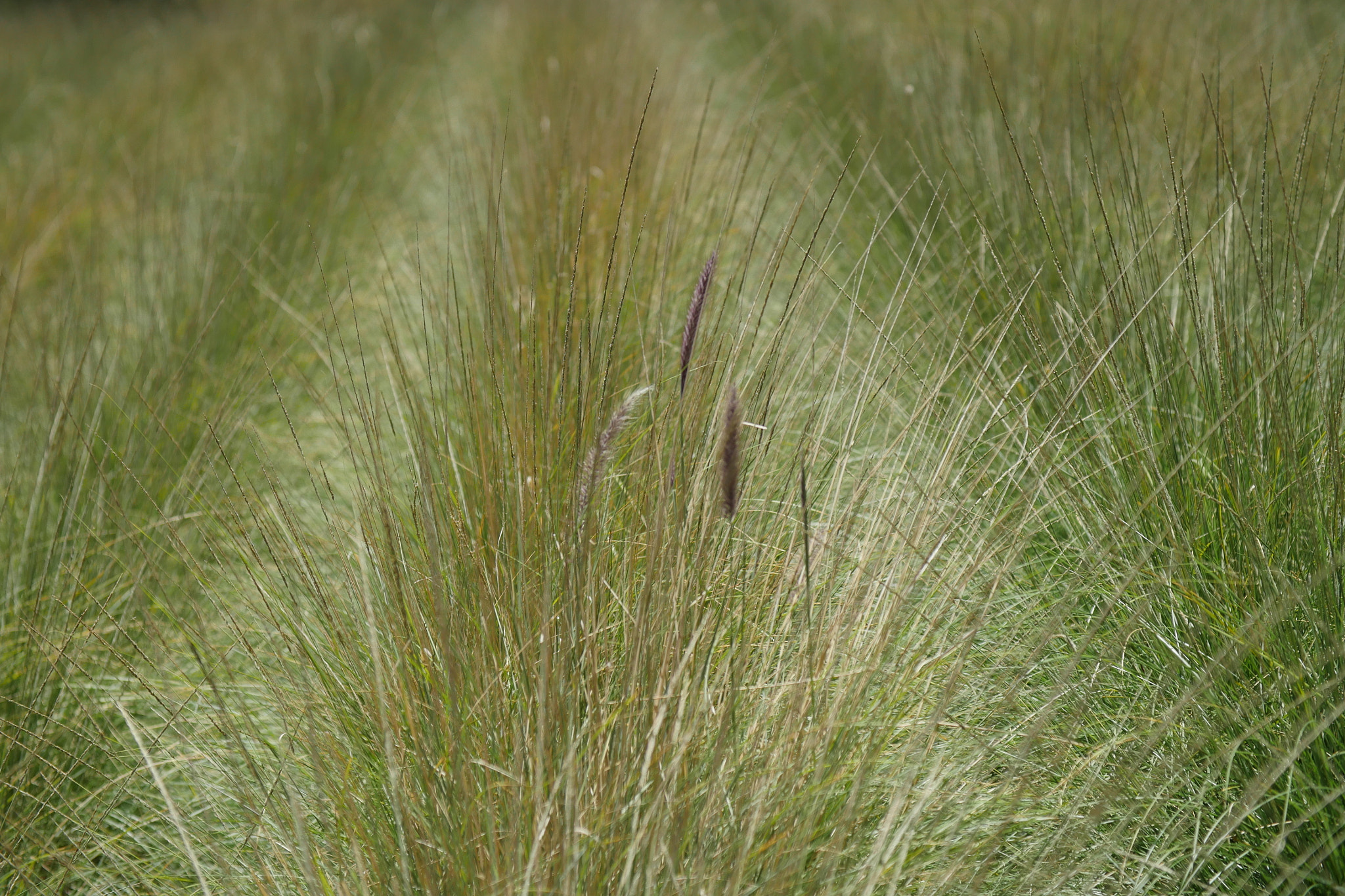 Canon EF 24-105mm F4L IS USM sample photo. Masses of grasses photography