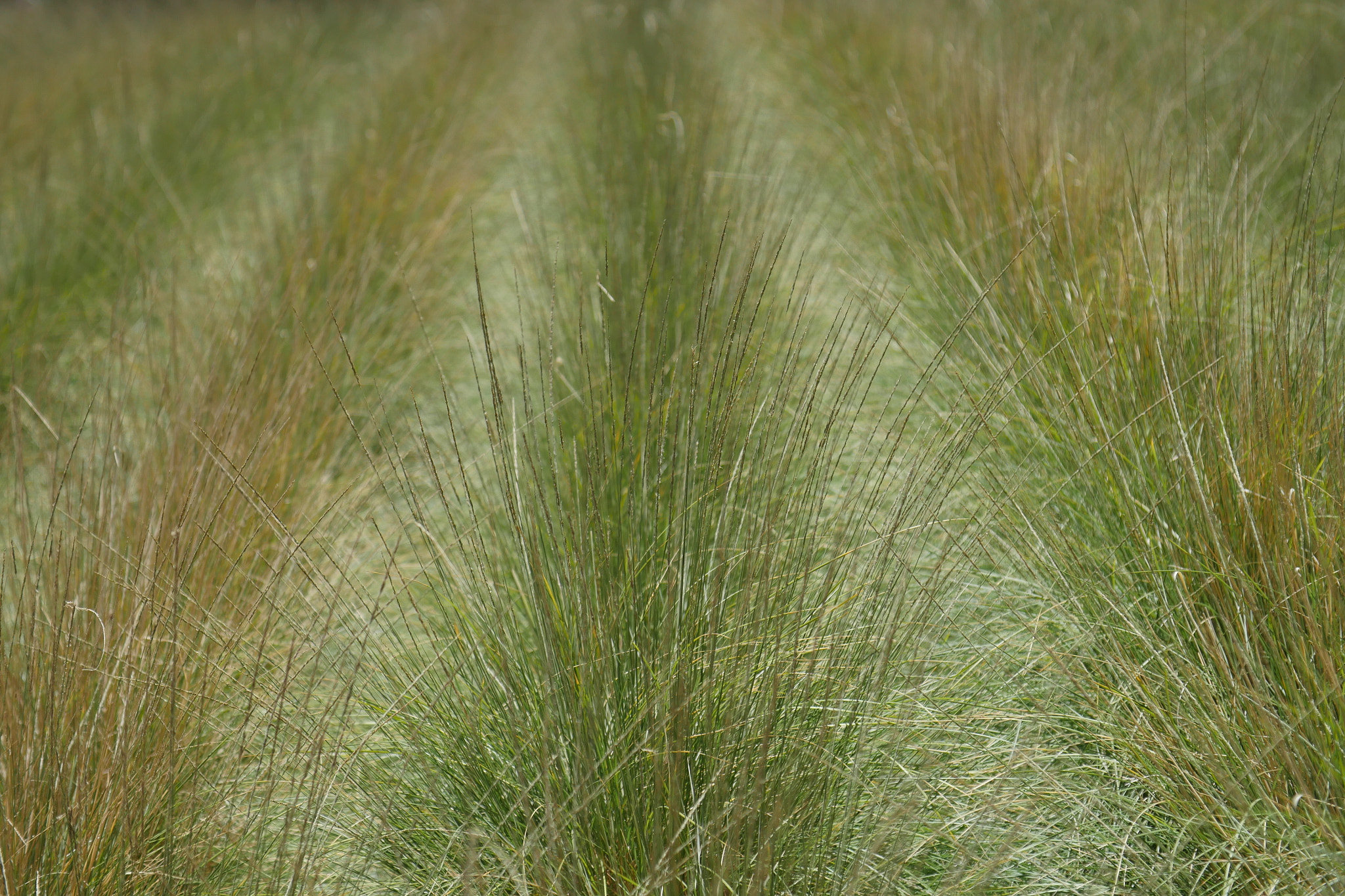 Panasonic Lumix DMC-GH4 + Canon EF 24-105mm F4L IS USM sample photo. Masses of grasses photography