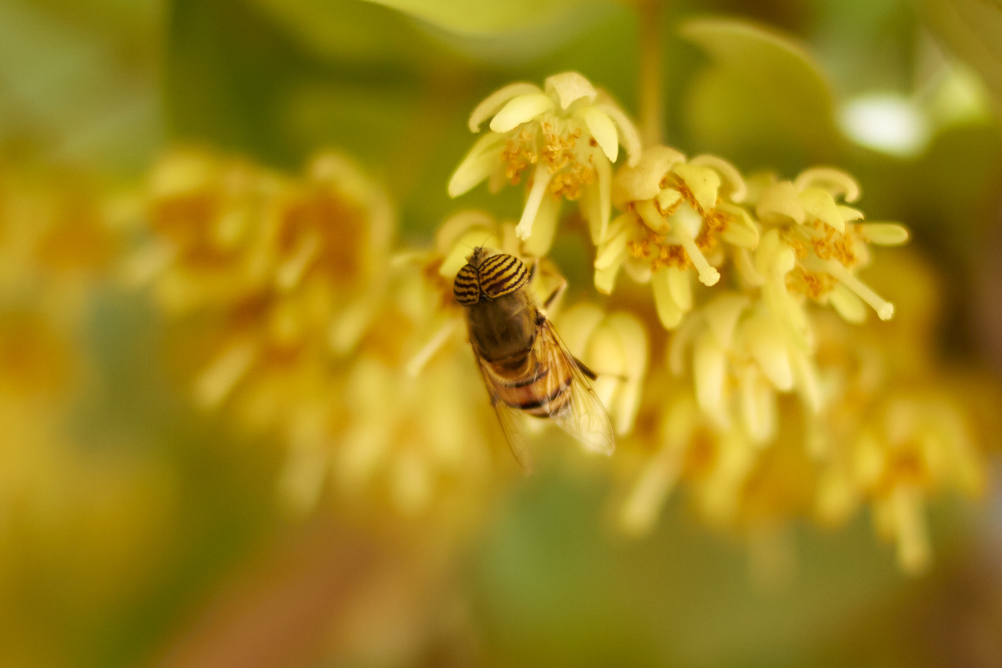 Canon EOS 7D + Canon EF 35mm F2 sample photo. Lebanese bee sipping photography