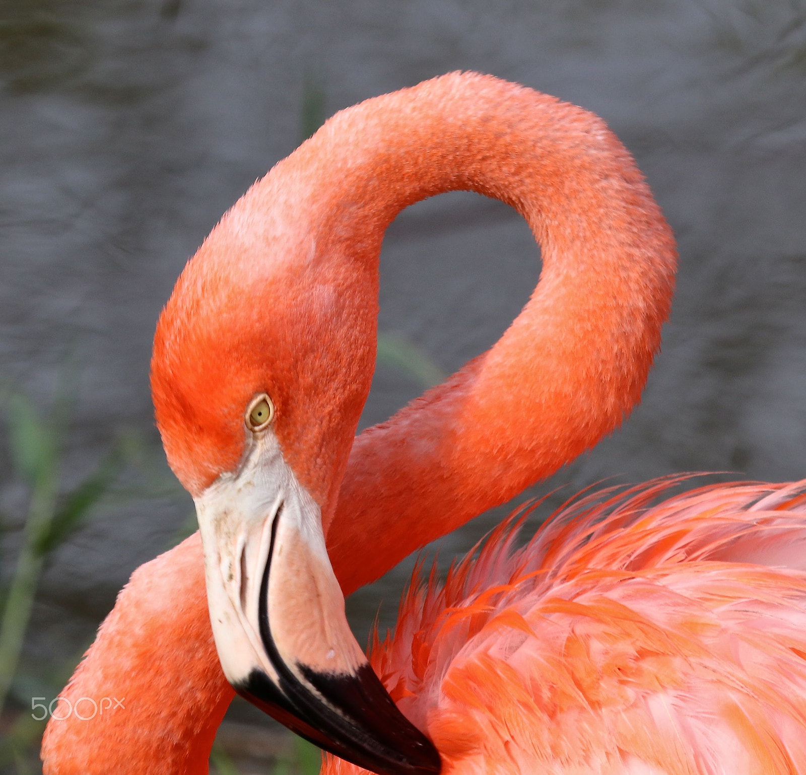 Canon EF 100-400mm F4.5-5.6L IS USM sample photo. Caribbean flamingo photography