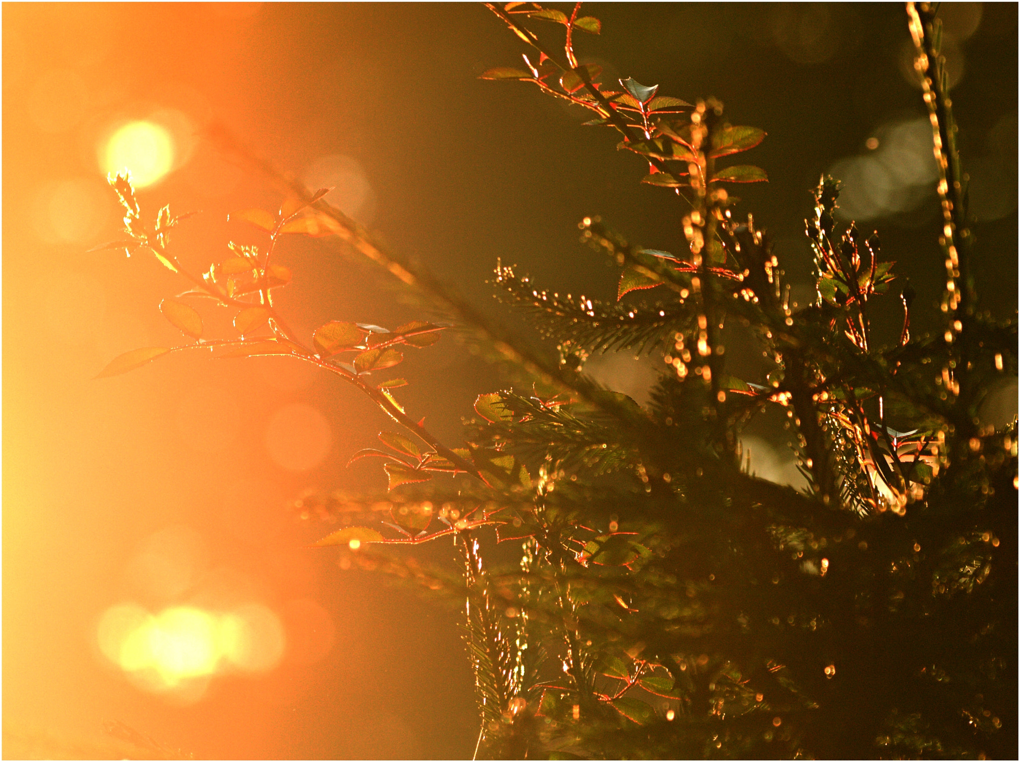 70.00 - 300.00 mm f/4.0 - 5.6 sample photo. The golden light... photography