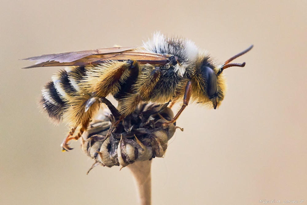 Sony ILCA-77M2 sample photo. Bee photography