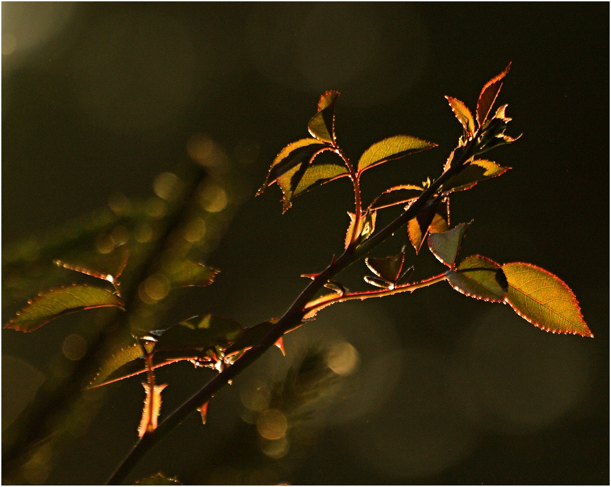 Olympus E-510 (EVOLT E-510) + 70.00 - 300.00 mm f/4.0 - 5.6 sample photo. The picturesque evening... photography