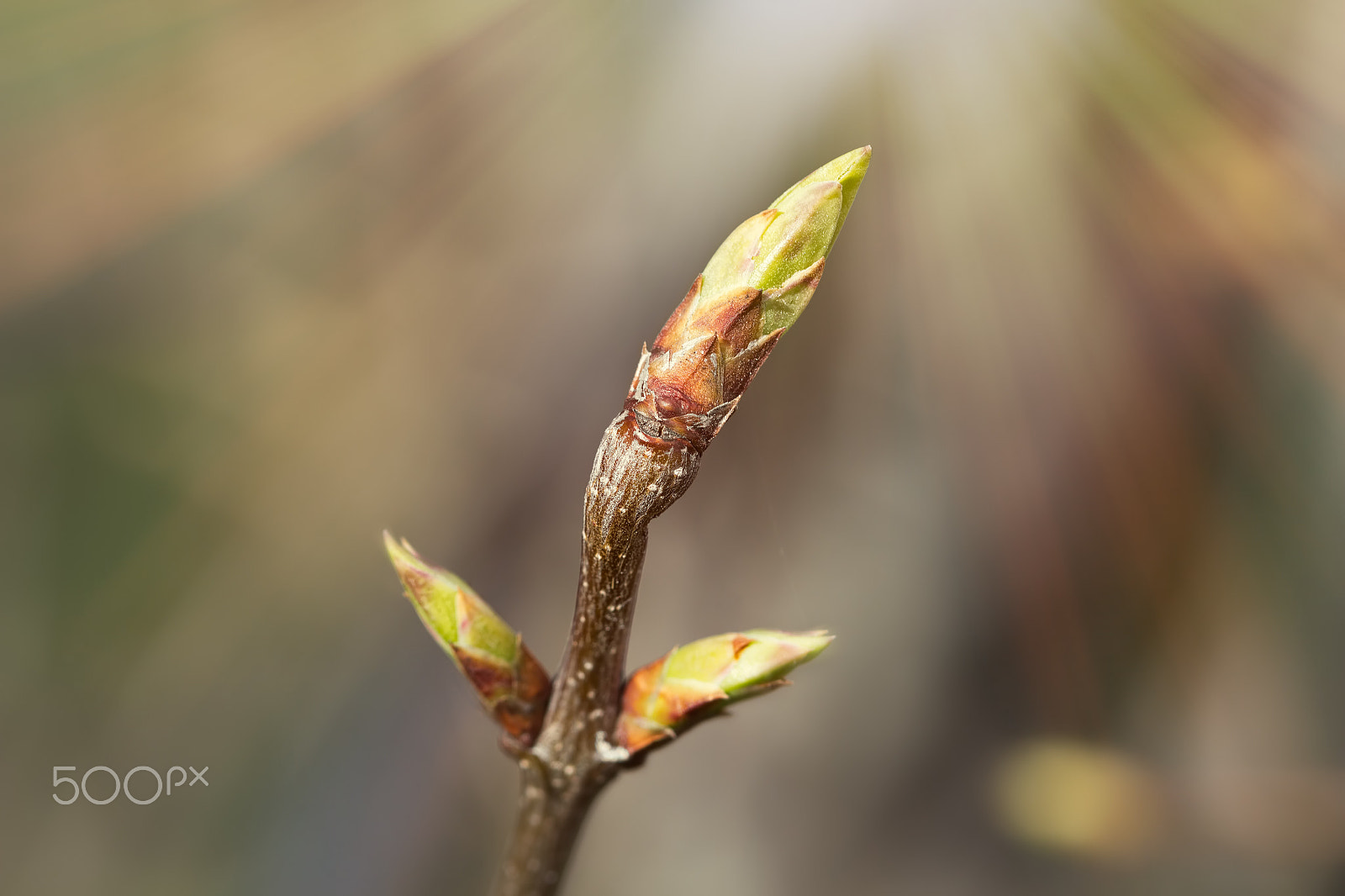 Canon EF 100mm F2.8 Macro USM sample photo. Open buds and leaves appear in the sunlight photography