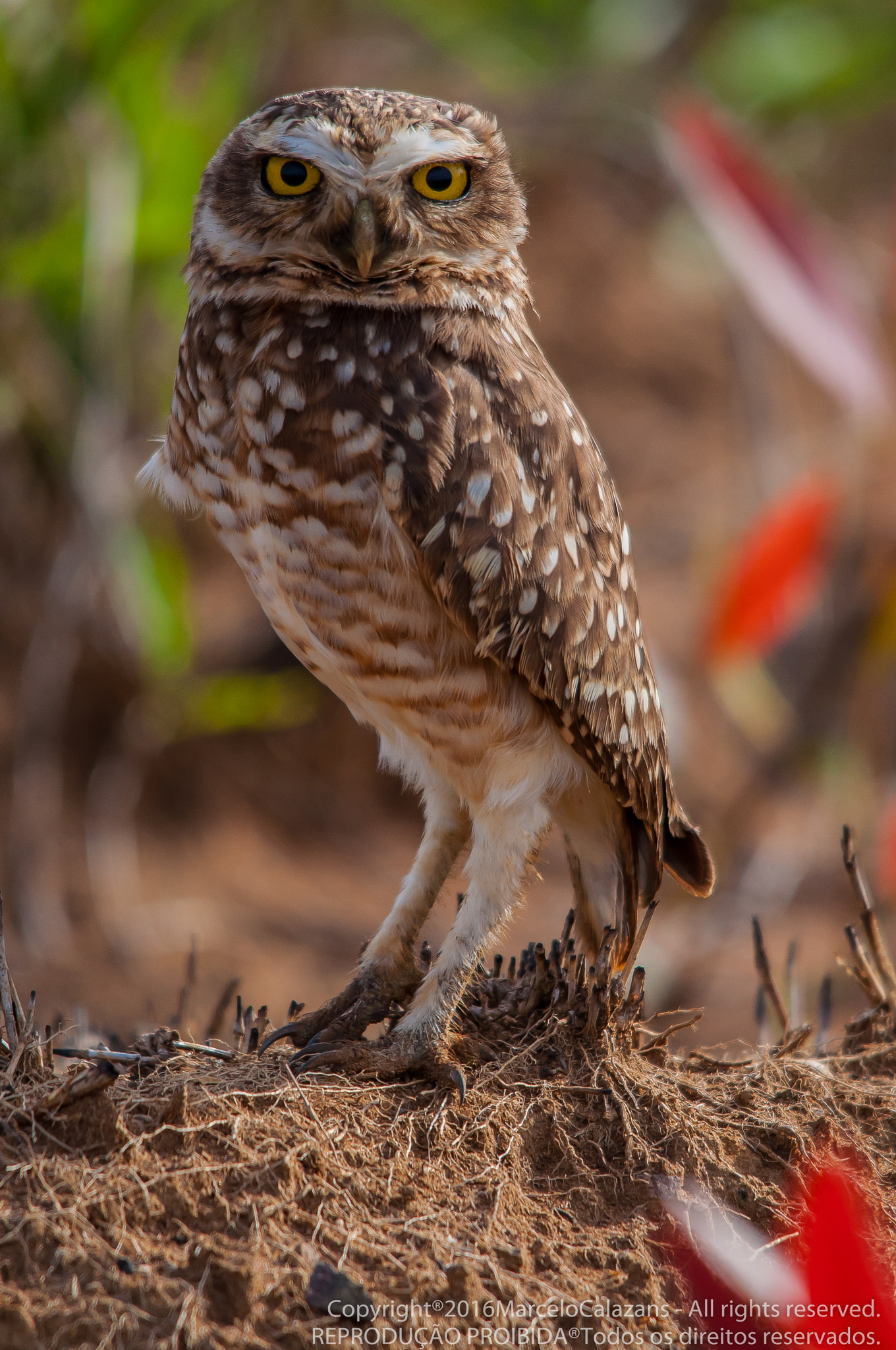 Nikon D90 sample photo. Burrowing owl photography
