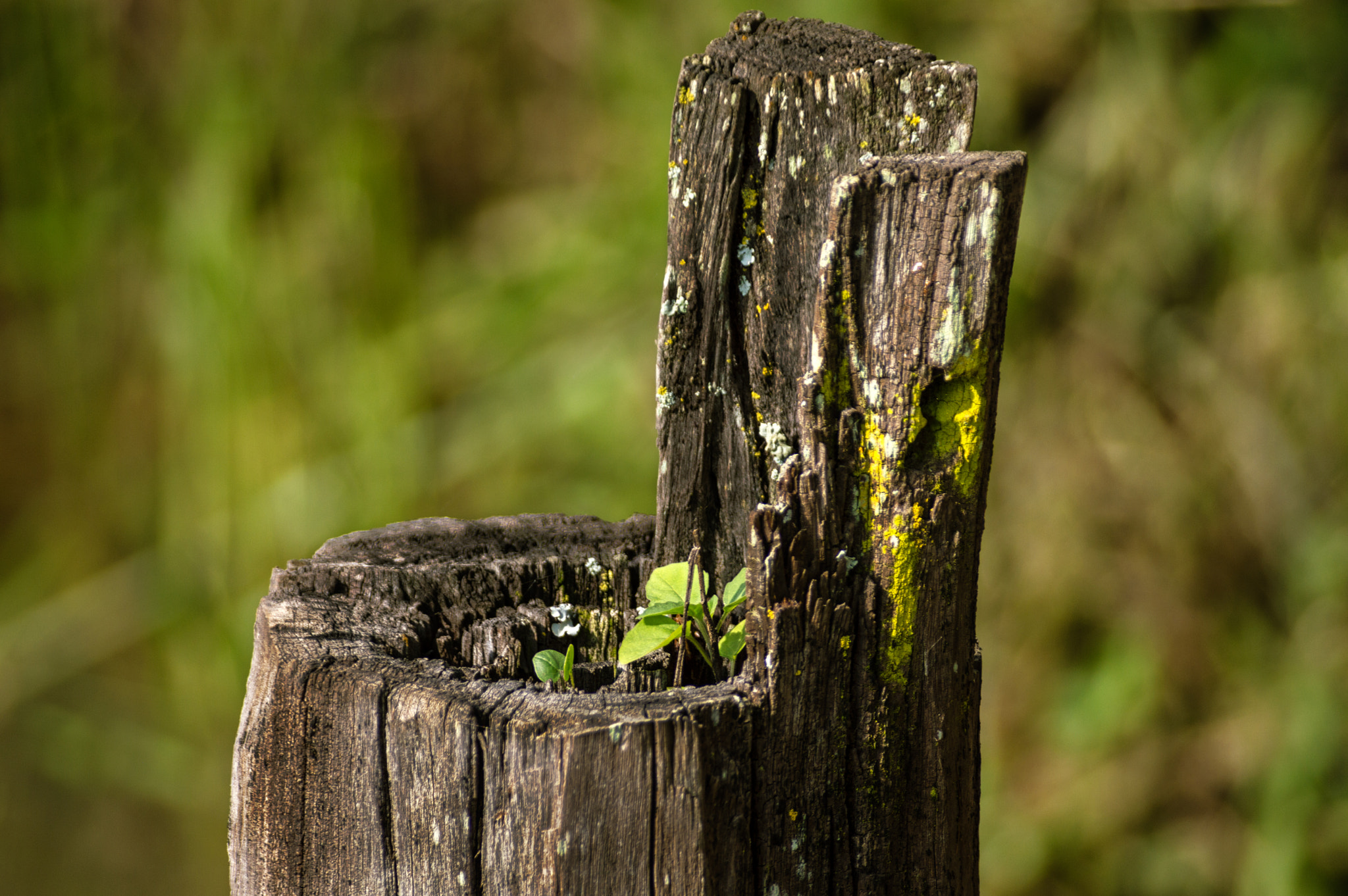 Sigma 70-300mm F4-5.6 DG Macro sample photo. Life cycle photography
